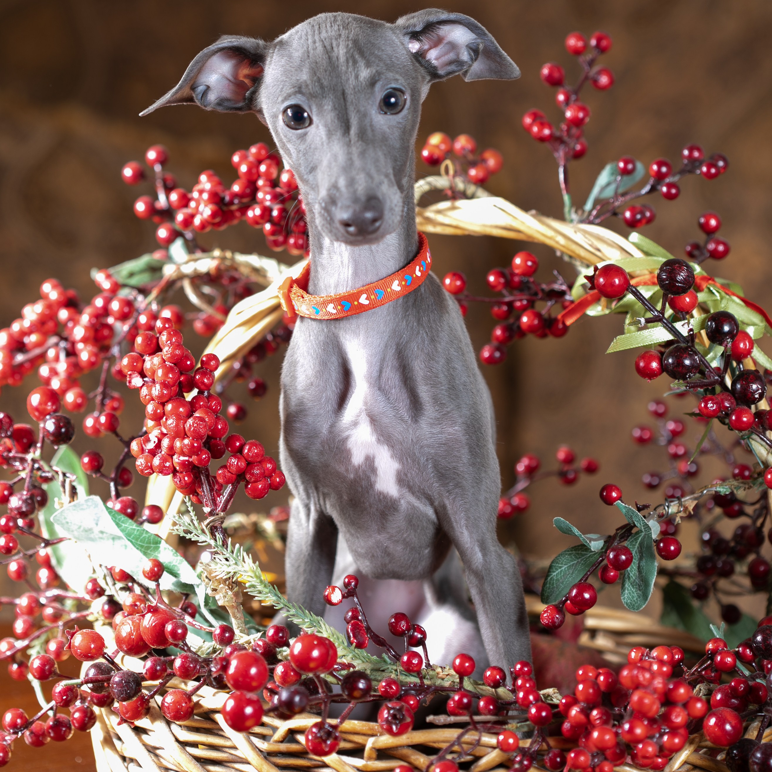 Отзывы. Профессиональный фотограф Чехарина Анна / pro photographer Chekharina