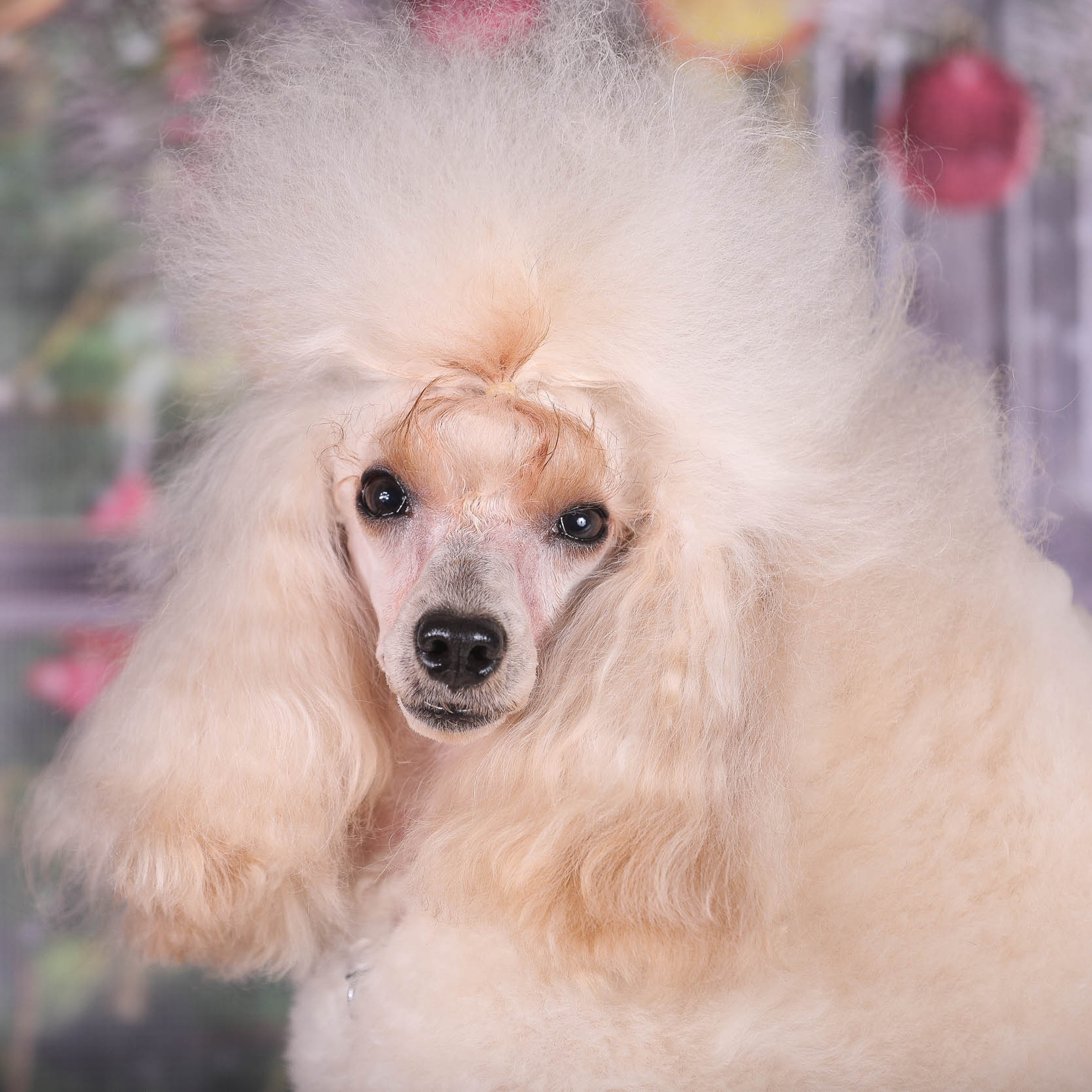 Отзывы. Профессиональный фотограф Чехарина Анна / pro photographer Chekharina