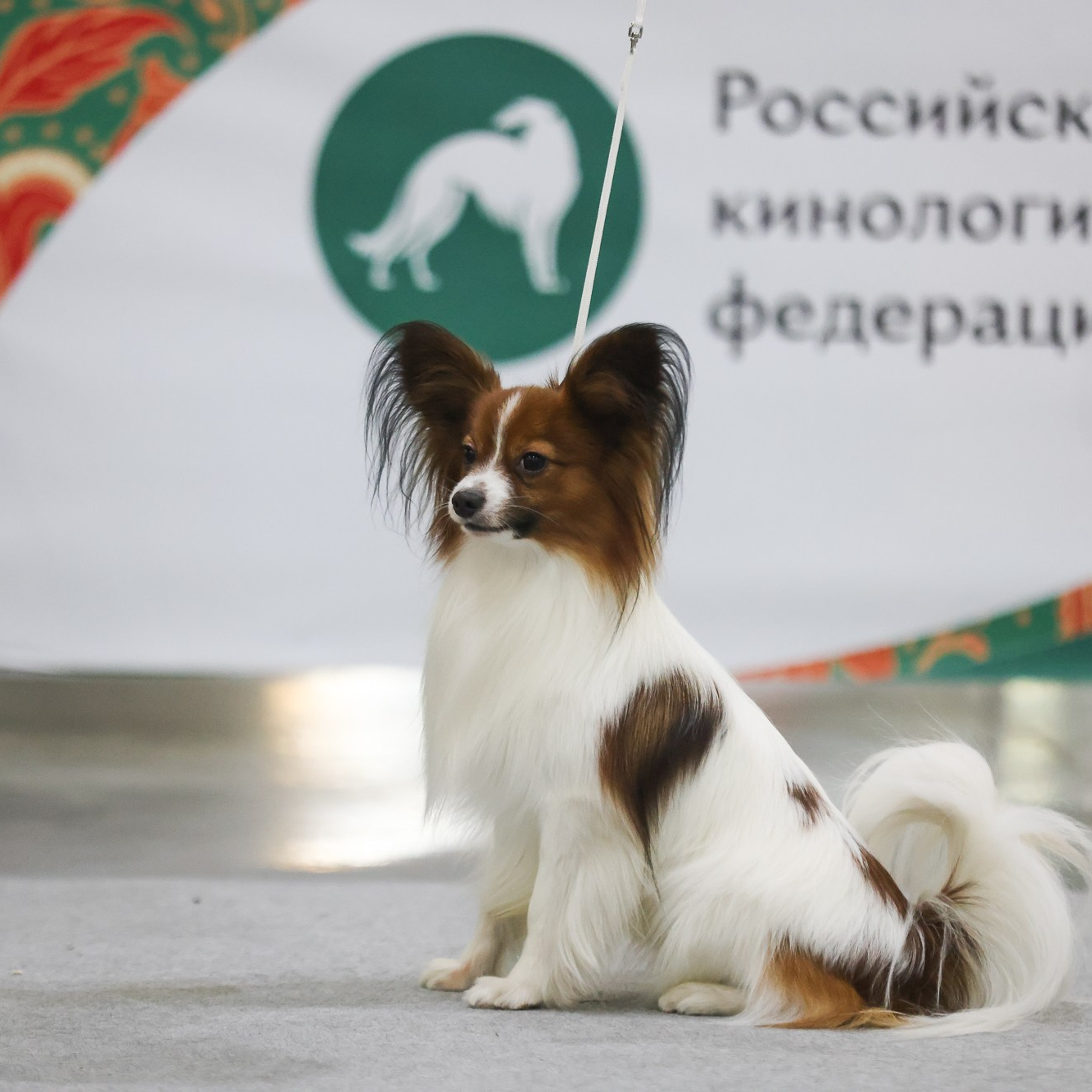 Отзывы. Профессиональный фотограф Чехарина Анна / pro photographer Chekharina