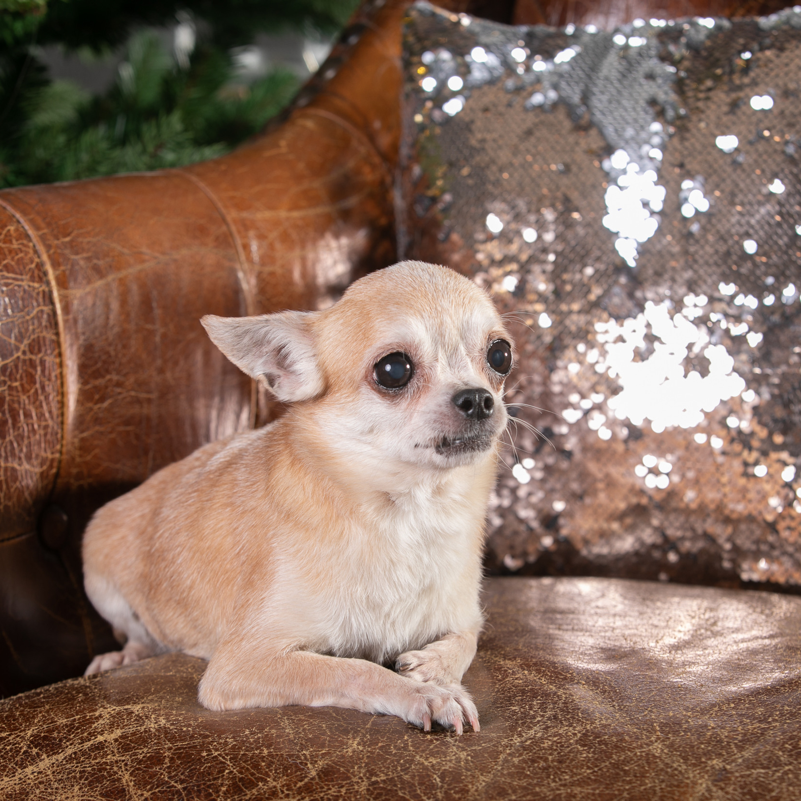 Отзывы. Профессиональный фотограф Чехарина Анна / pro photographer Chekharina