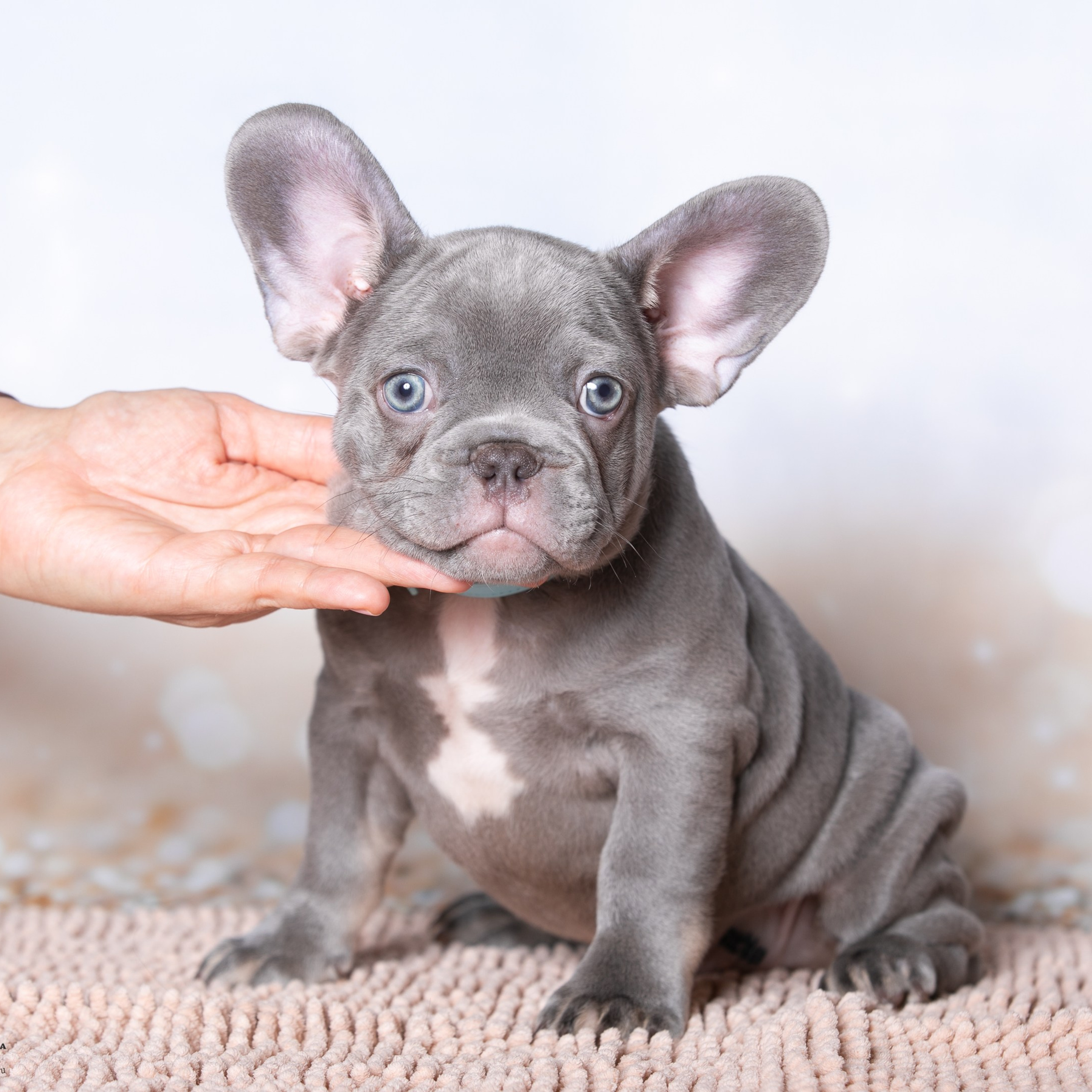 Отзывы. Профессиональный фотограф Чехарина Анна / pro photographer Chekharina