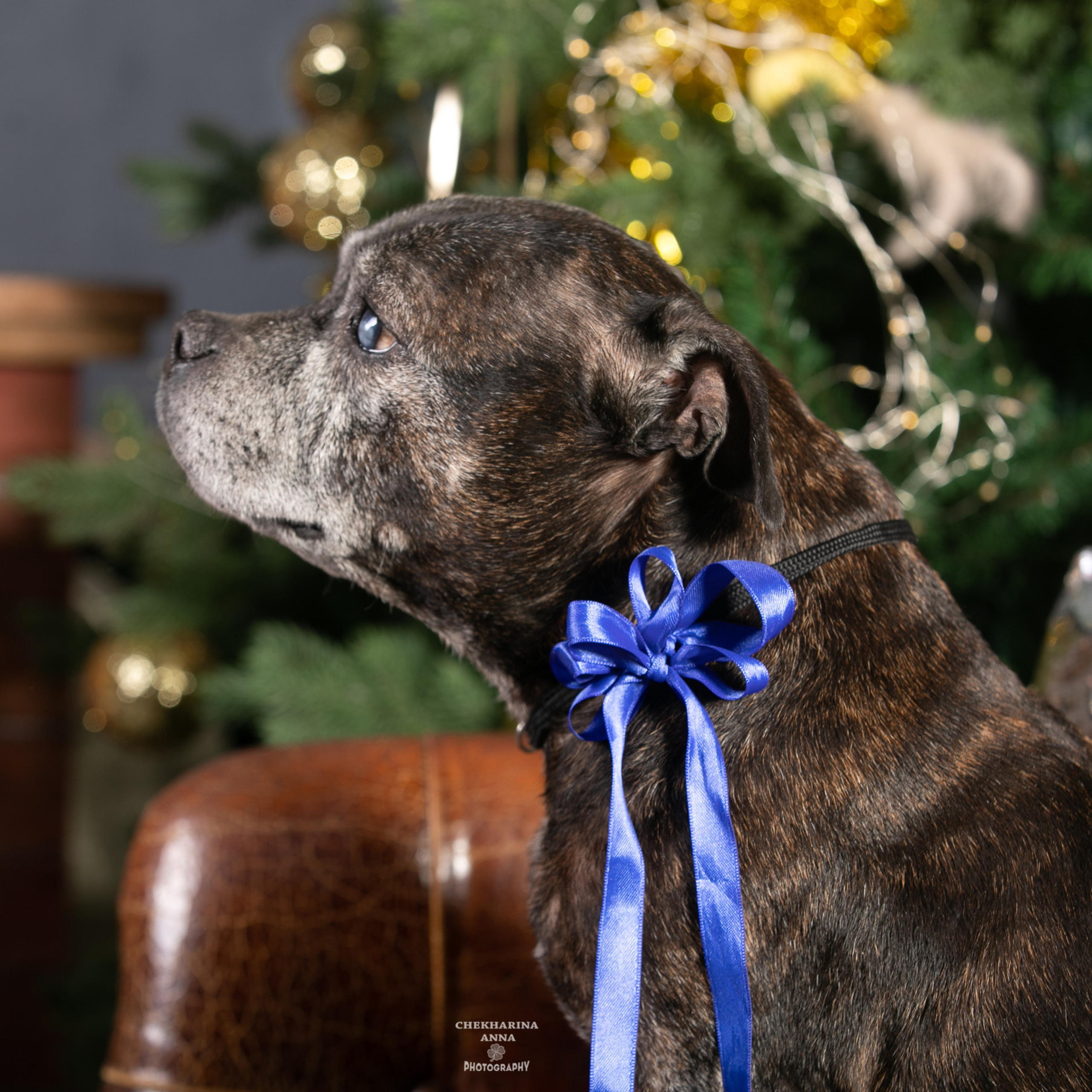 Отзывы. Профессиональный фотограф Чехарина Анна / pro photographer Chekharina