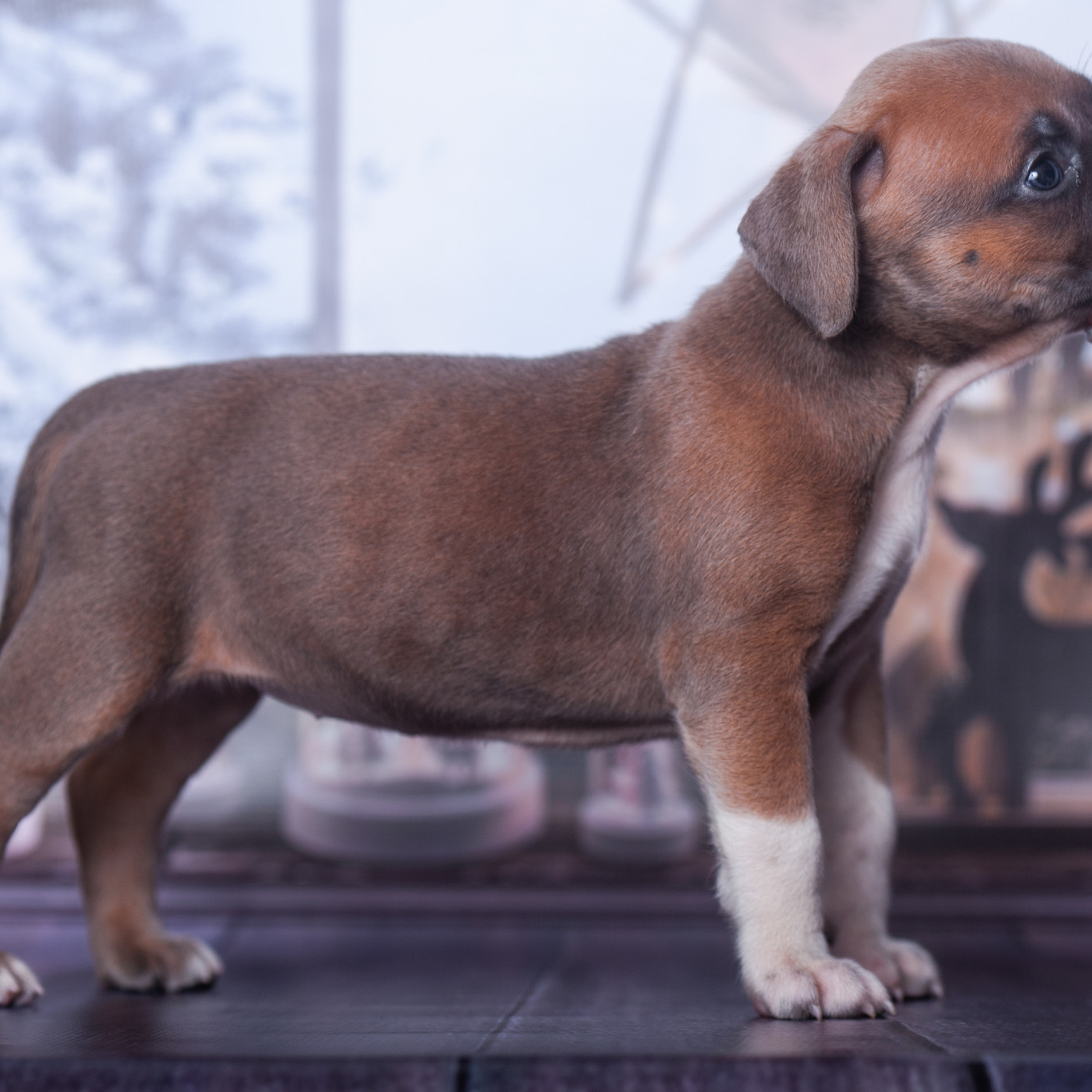 Отзывы. Профессиональный фотограф Чехарина Анна / pro photographer Chekharina