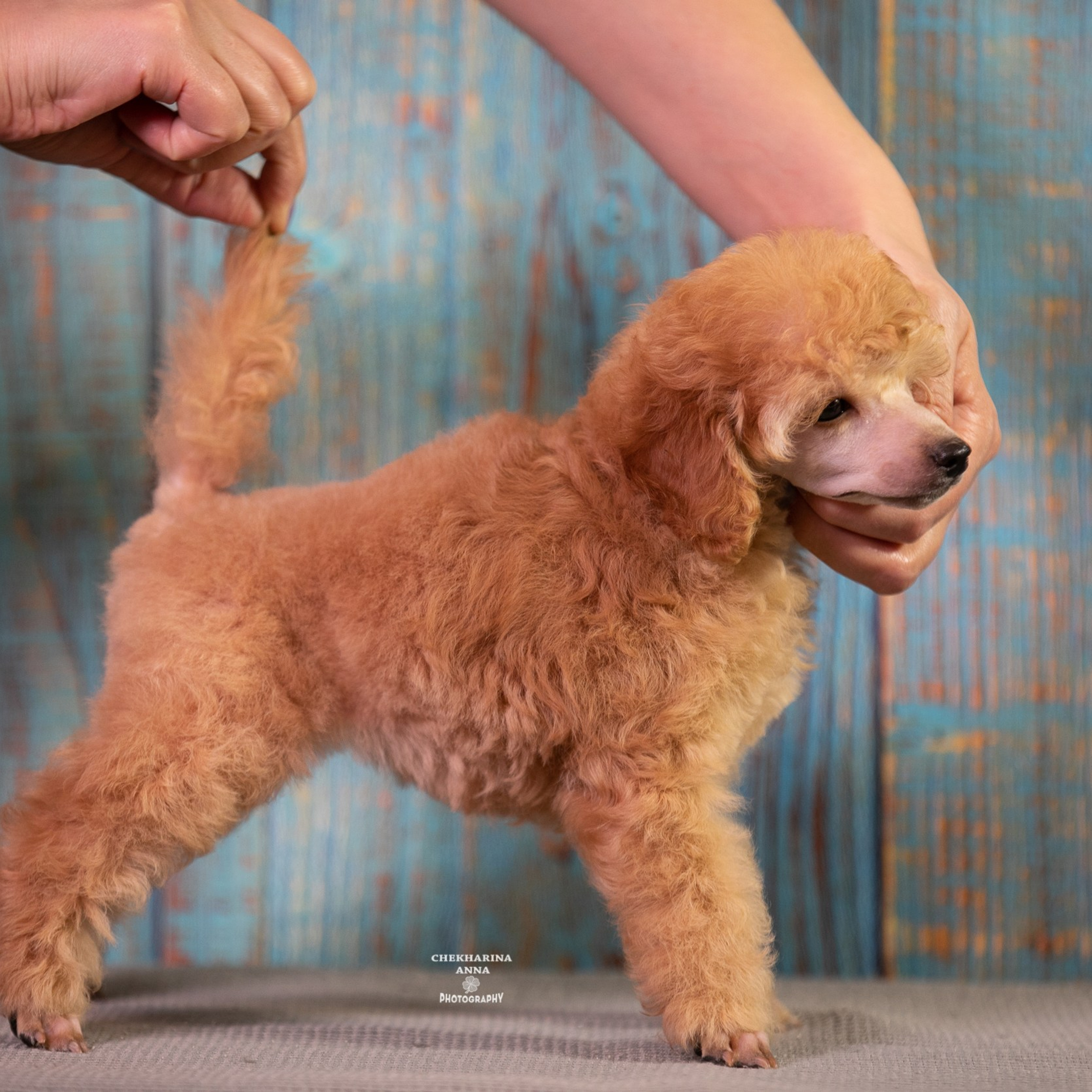 Отзывы. Профессиональный фотограф Чехарина Анна / pro photographer Chekharina