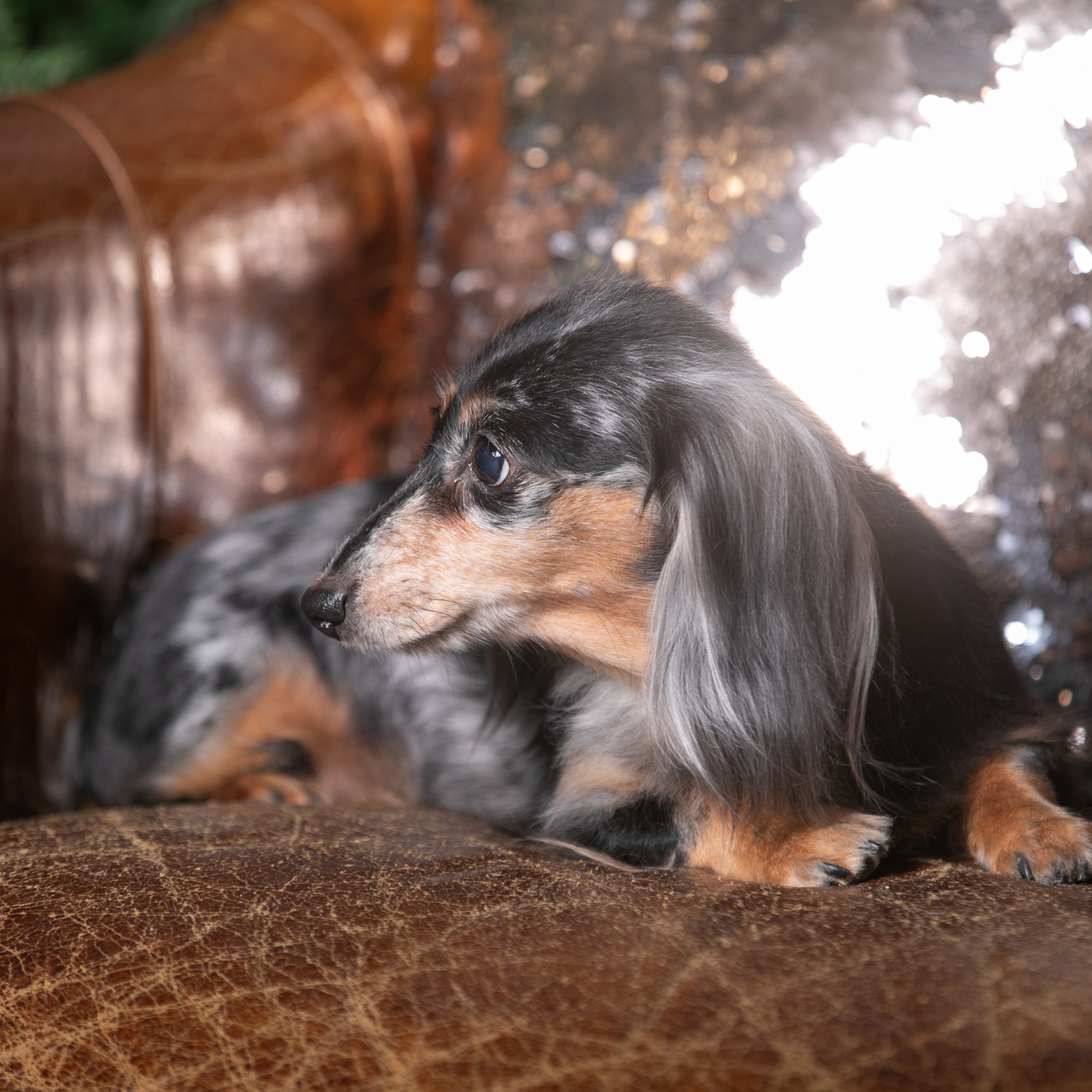 Отзывы. Профессиональный фотограф Чехарина Анна / pro photographer Chekharina