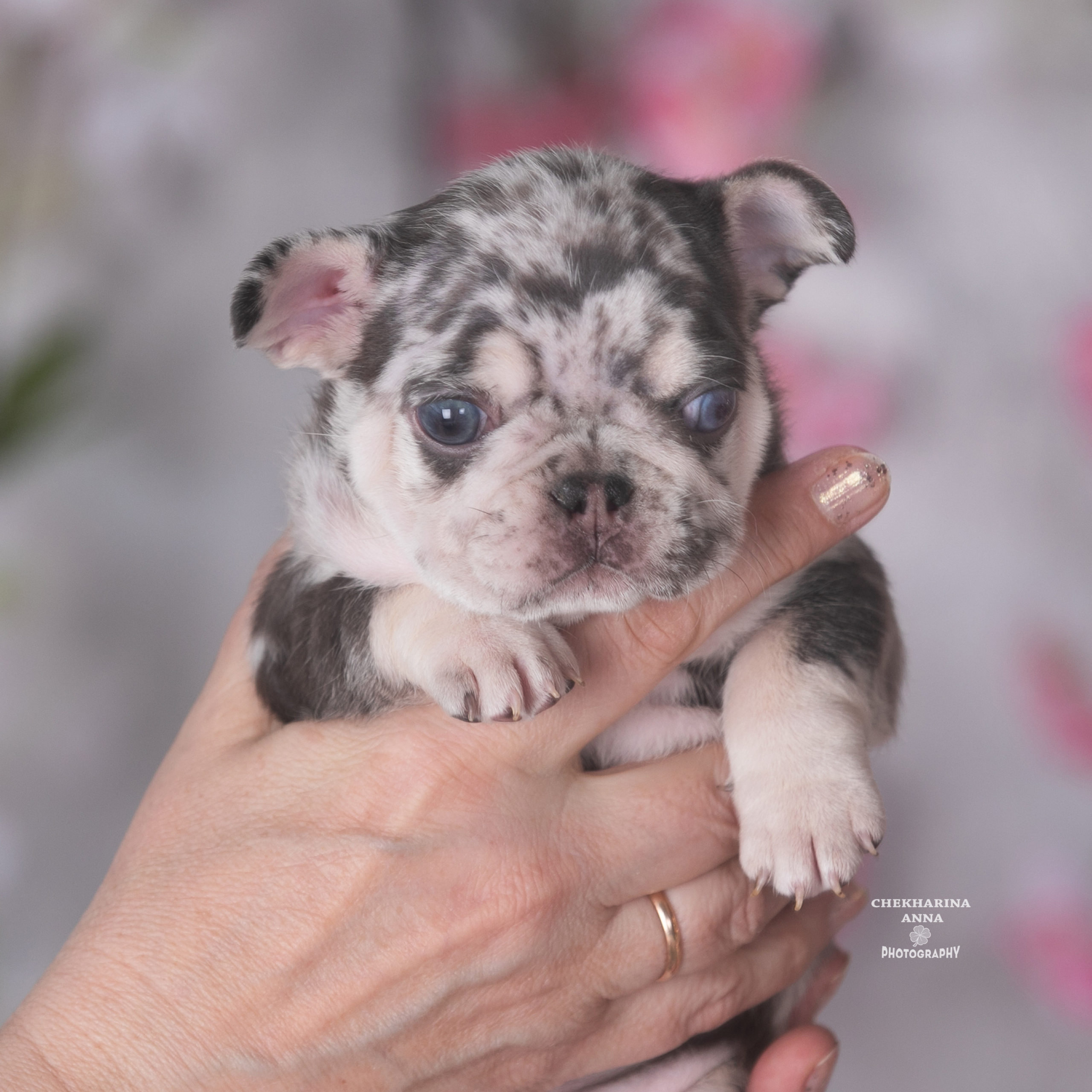 Отзывы. Профессиональный фотограф Чехарина Анна / pro photographer Chekharina