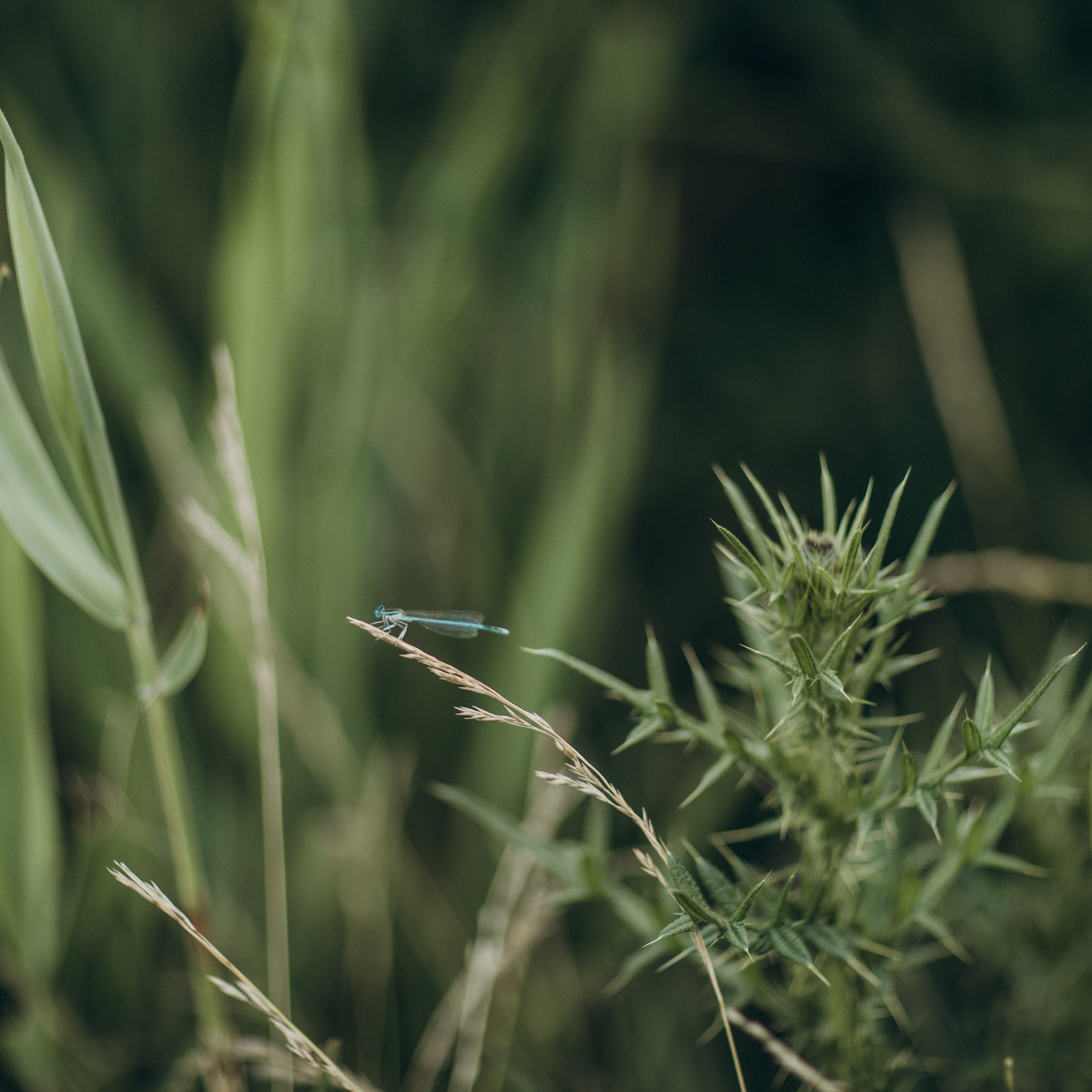 ОТЗЫВЫ. Семейный фотограф Оля Гладченко