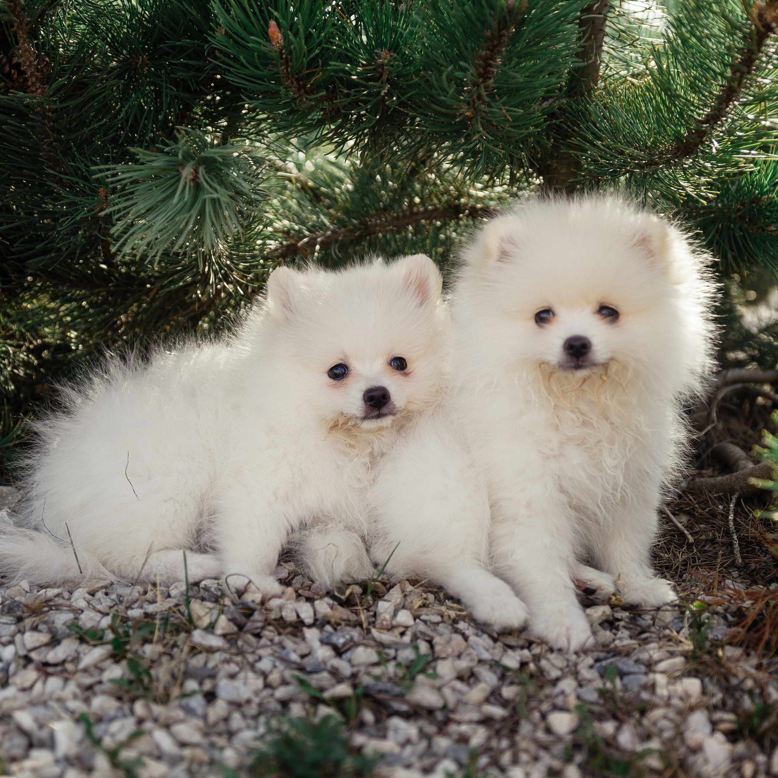 Отзывы. Фотограф Москва Кашпирова Карина