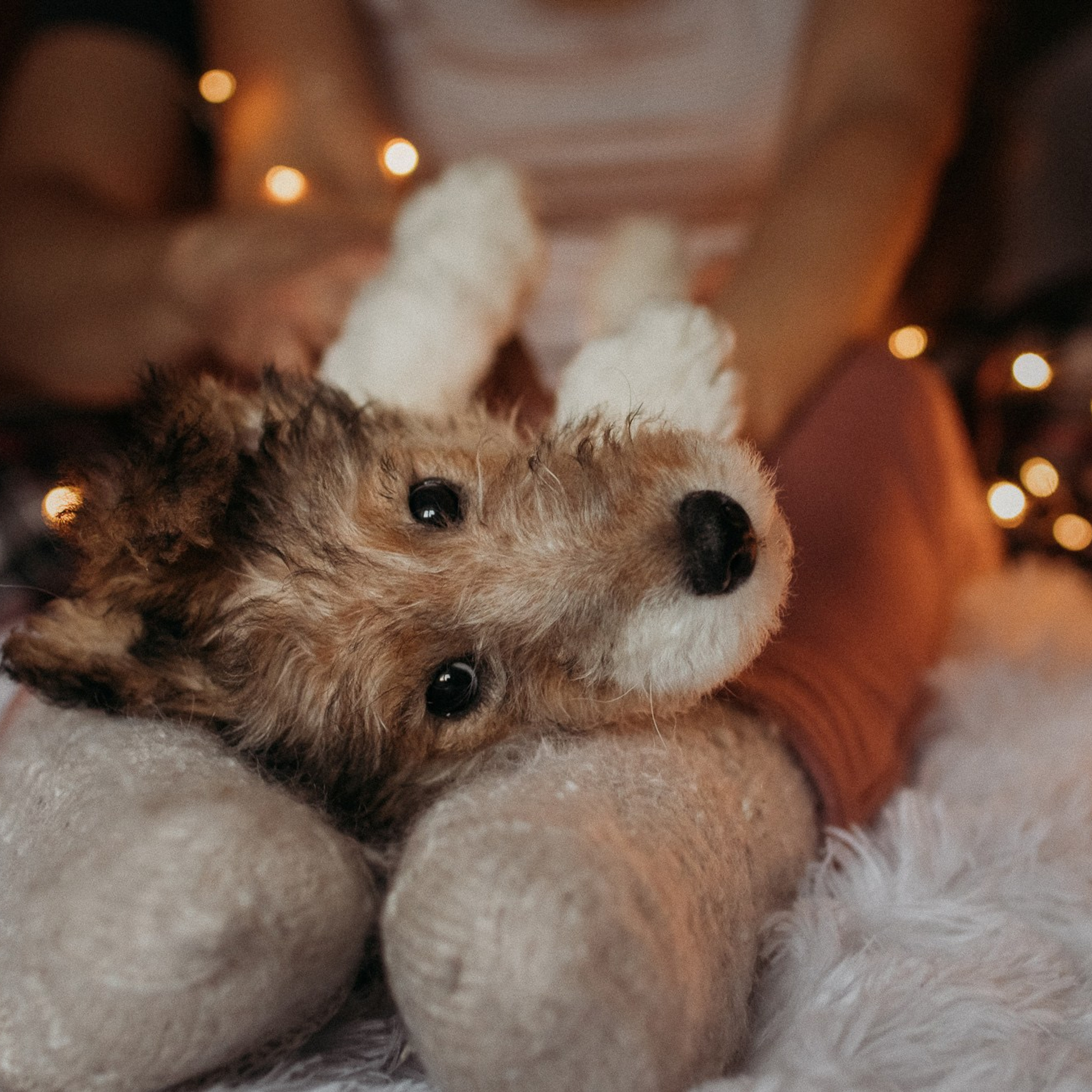 Ребята и фоксы