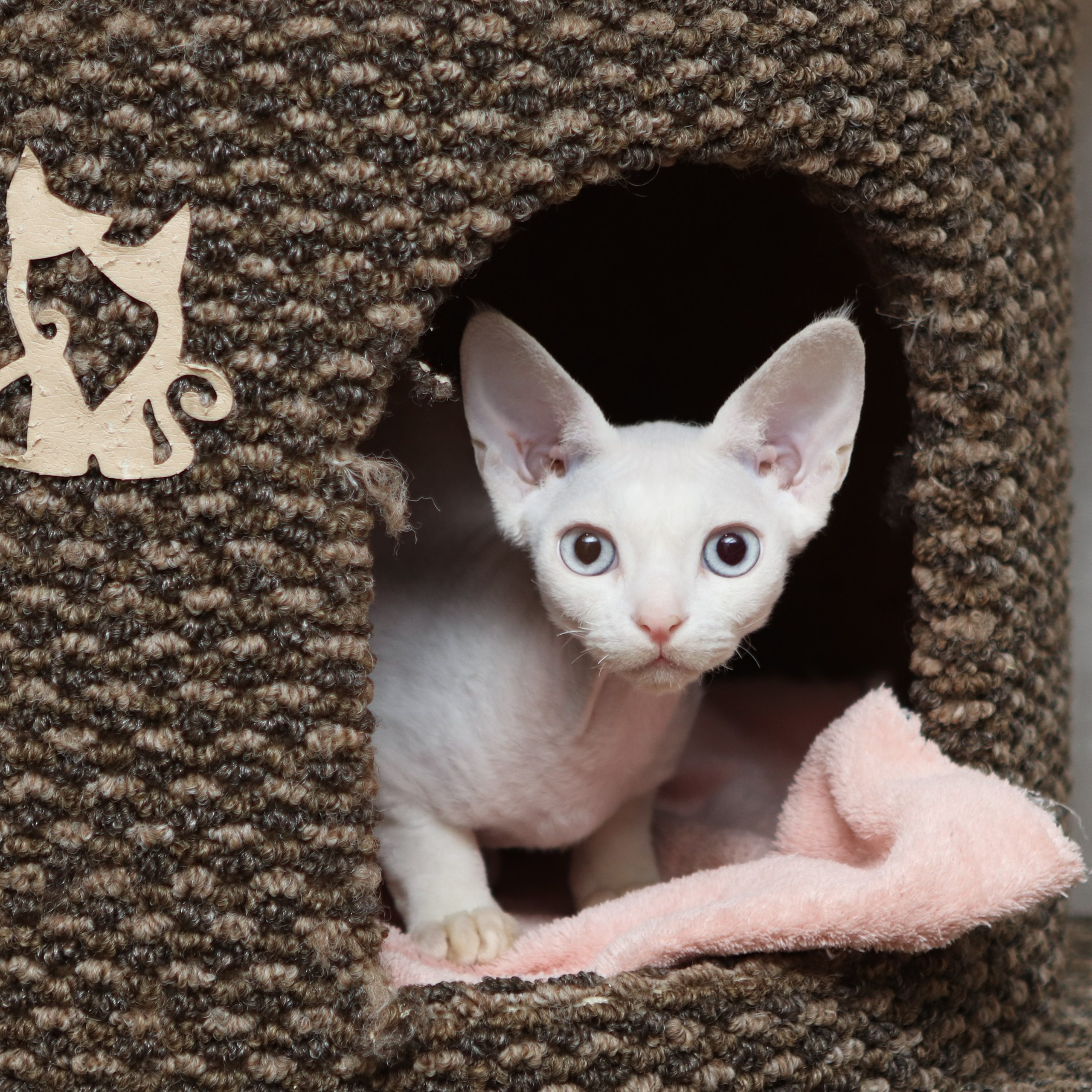 Отзывы. Фотограф-анималист Полина Колкова | Москва