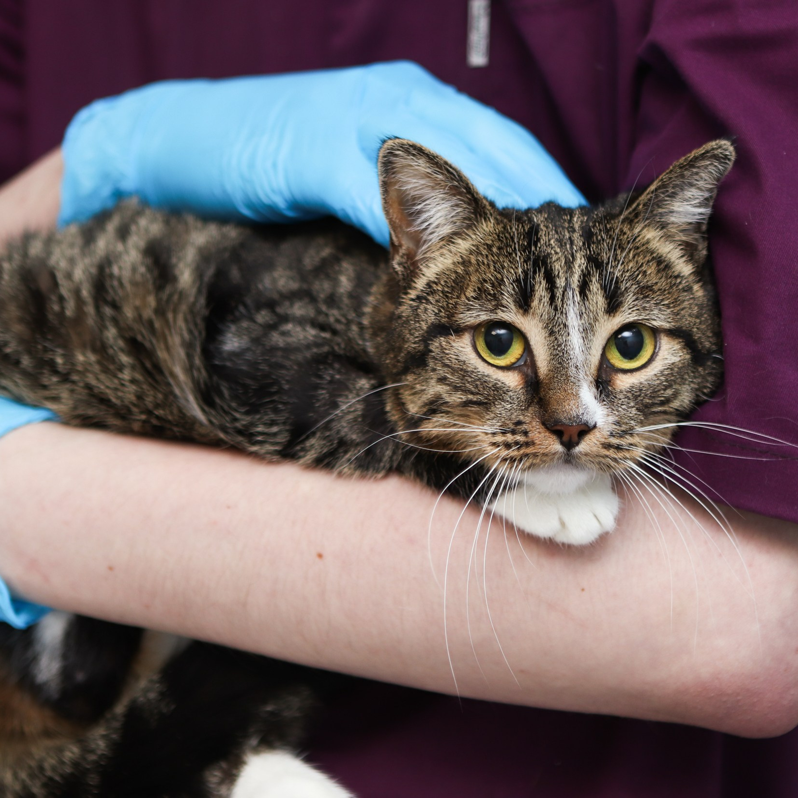 Отзывы. Фотограф-анималист Полина Колкова | Москва