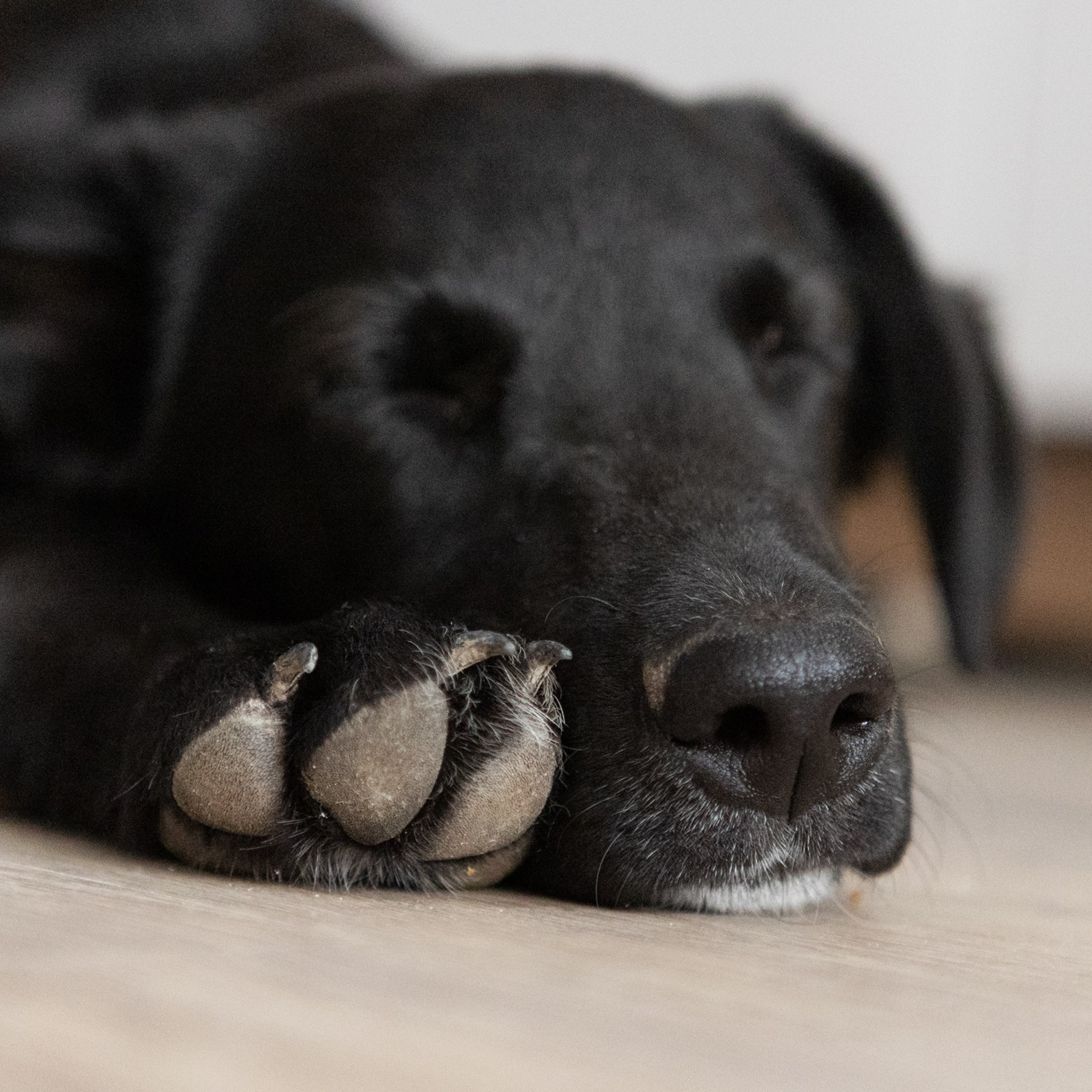 Отзывы. Фотограф-анималист Полина Колкова | Москва
