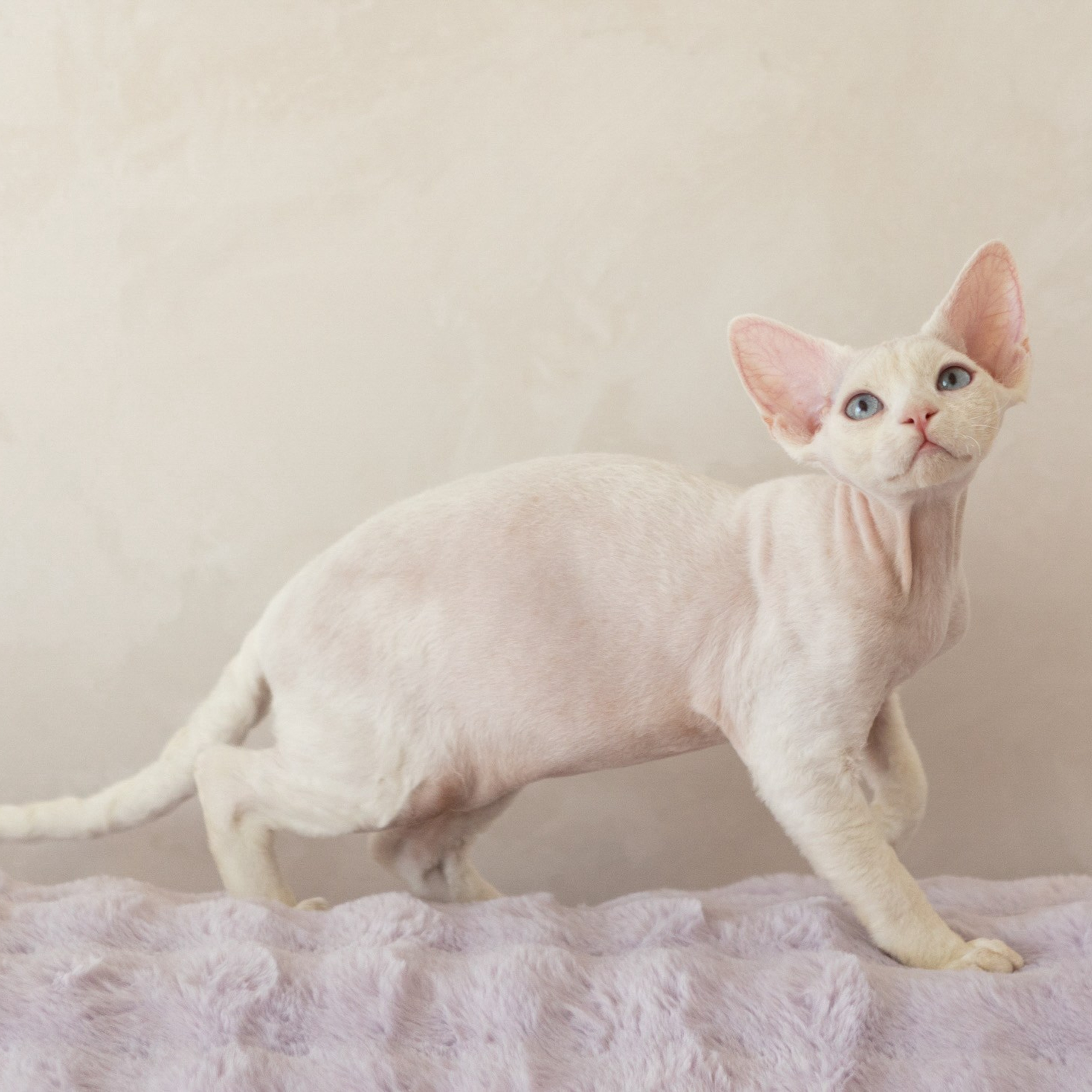 Отзывы. Фотограф-анималист Полина Колкова | Москва