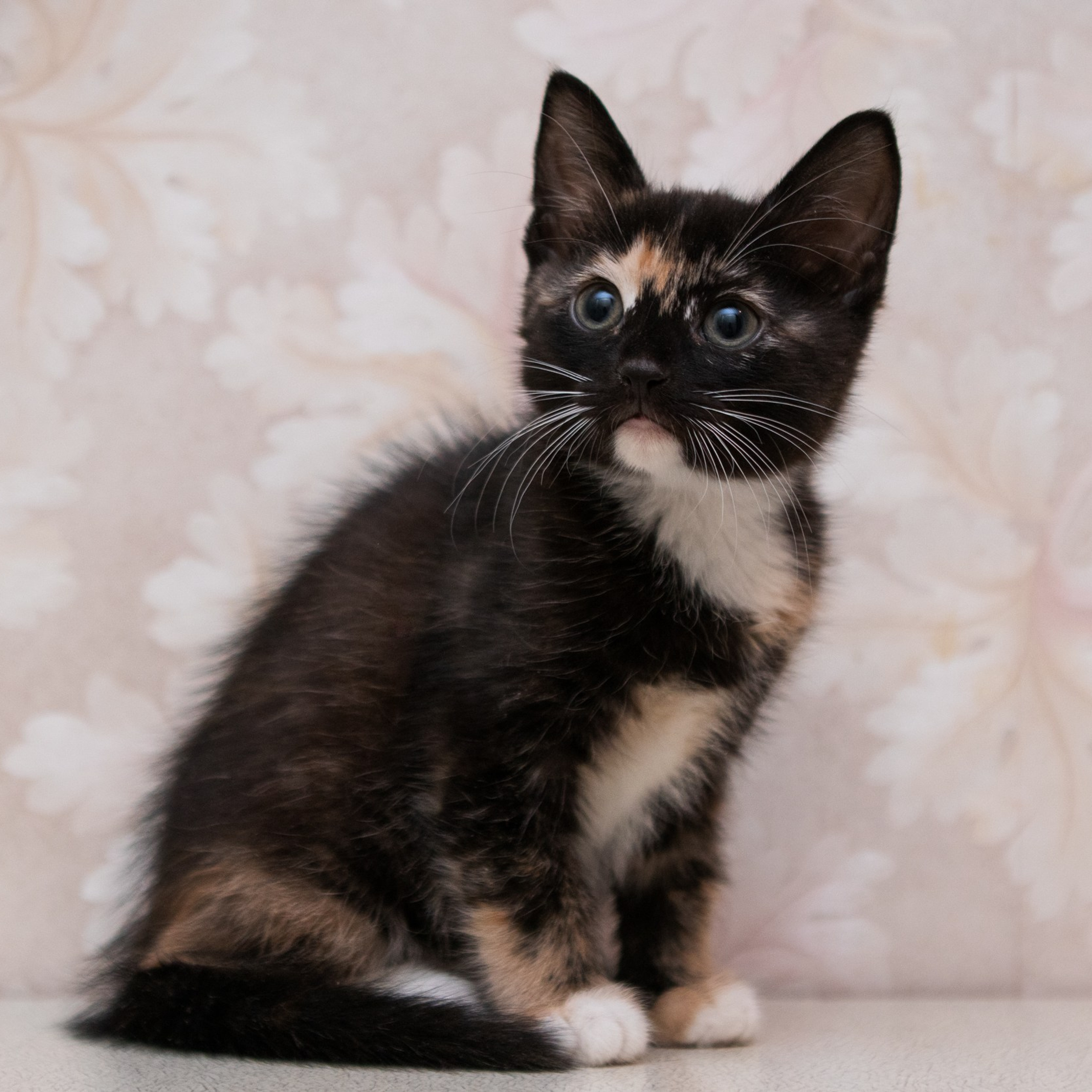 Отзывы. Фотограф-анималист Полина Колкова | Москва