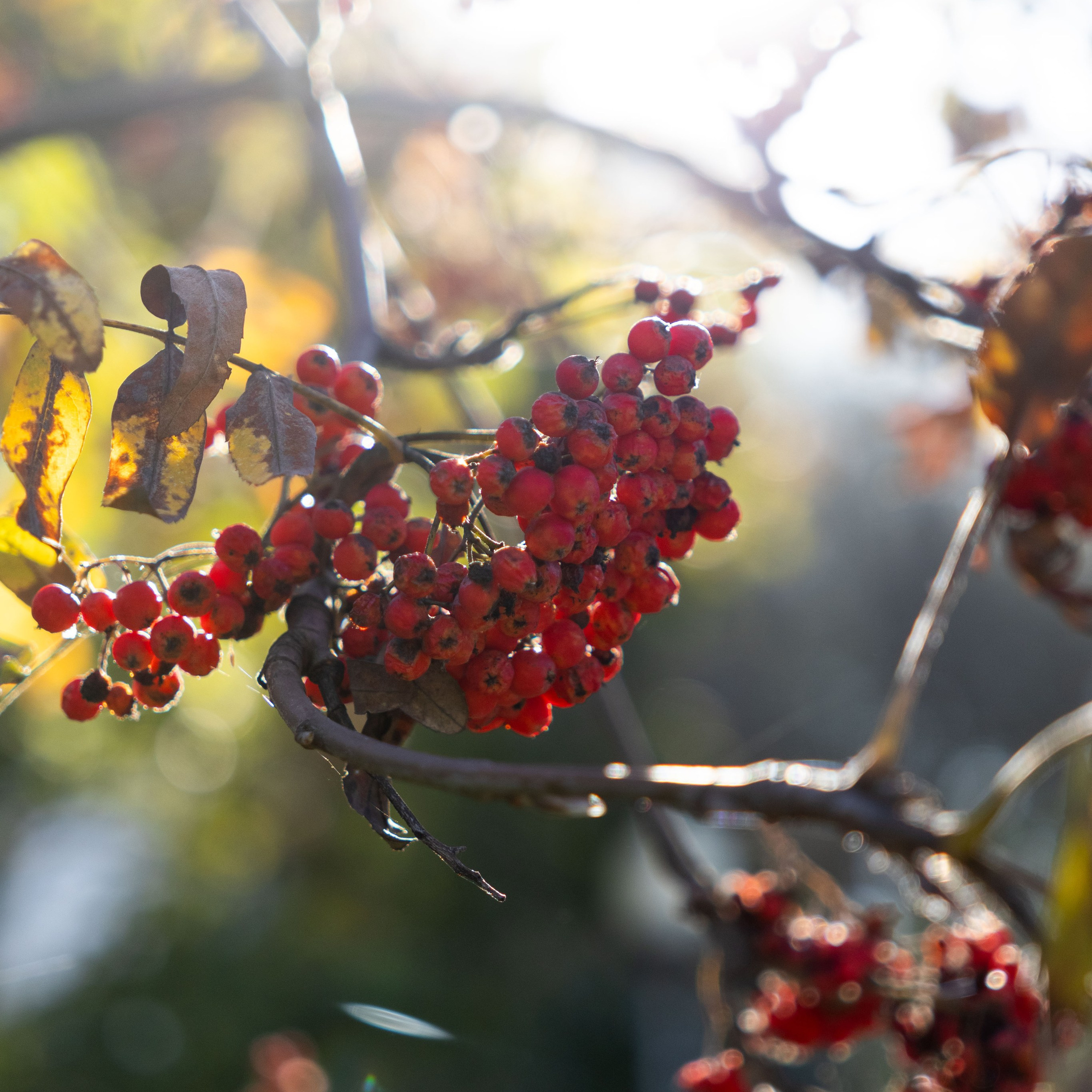 Осенние прогулки