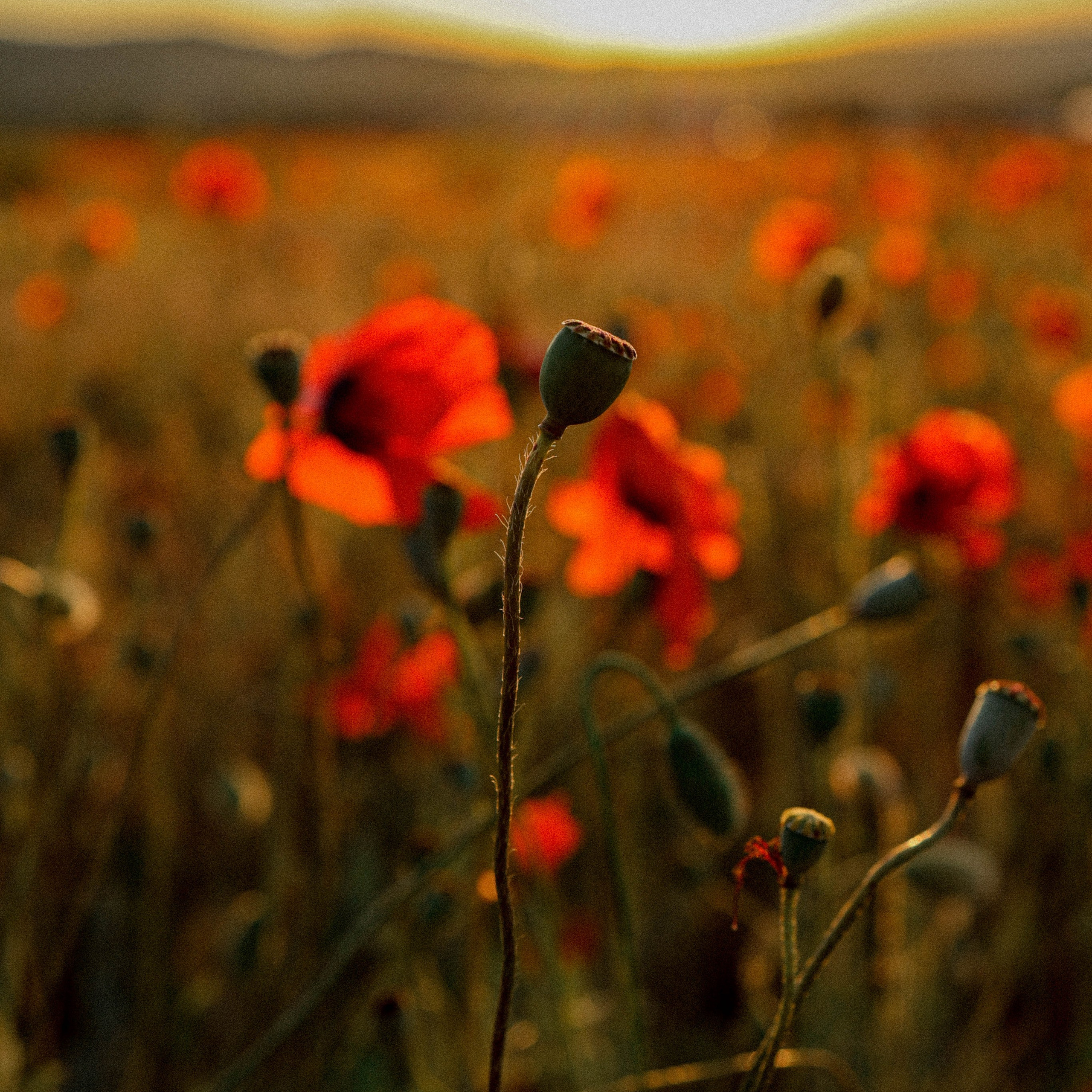 маковая история