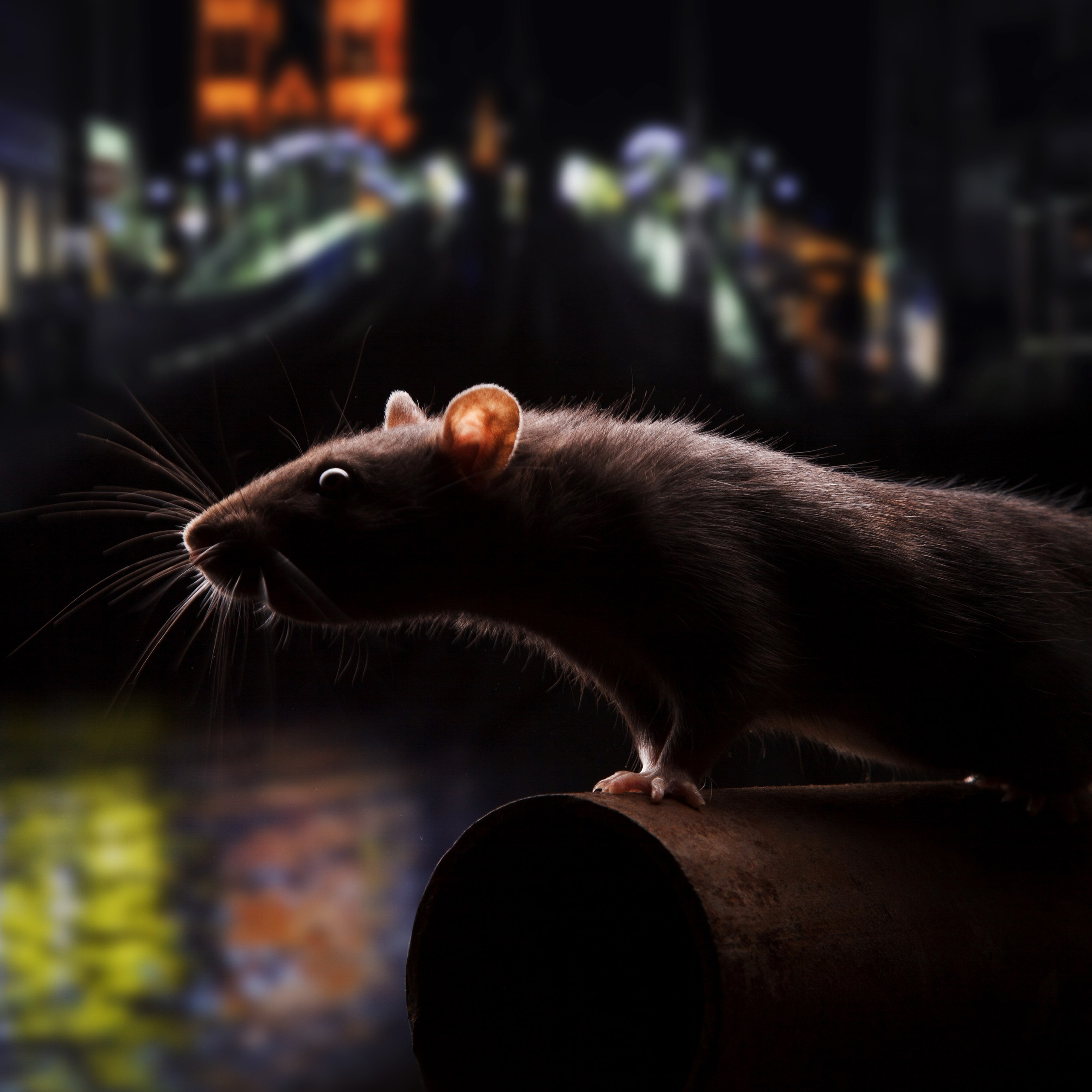 Фотосъёмки. Фотограф в Великом Новгороде