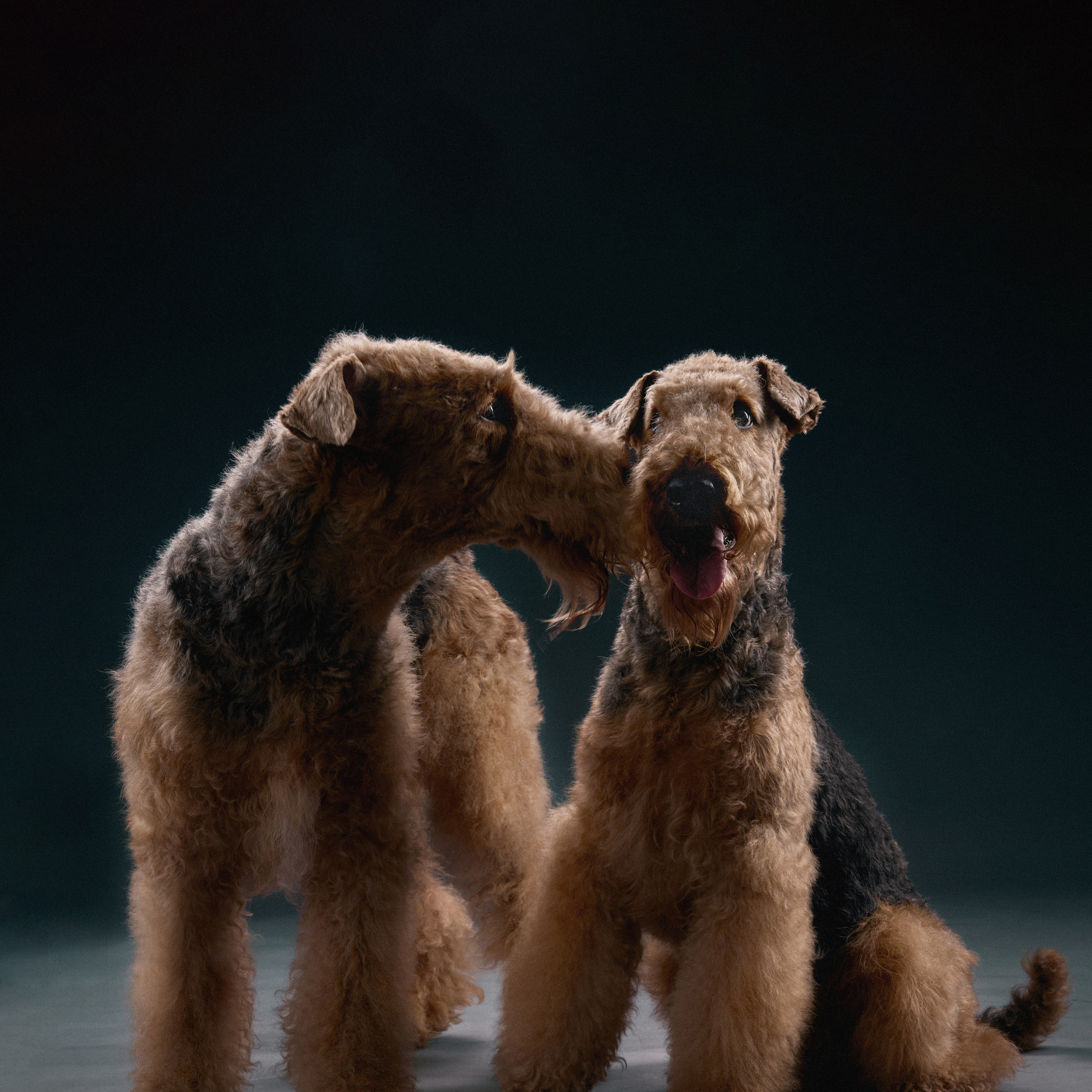 ЭРДЕЛЬТЕРЬЕРЫ