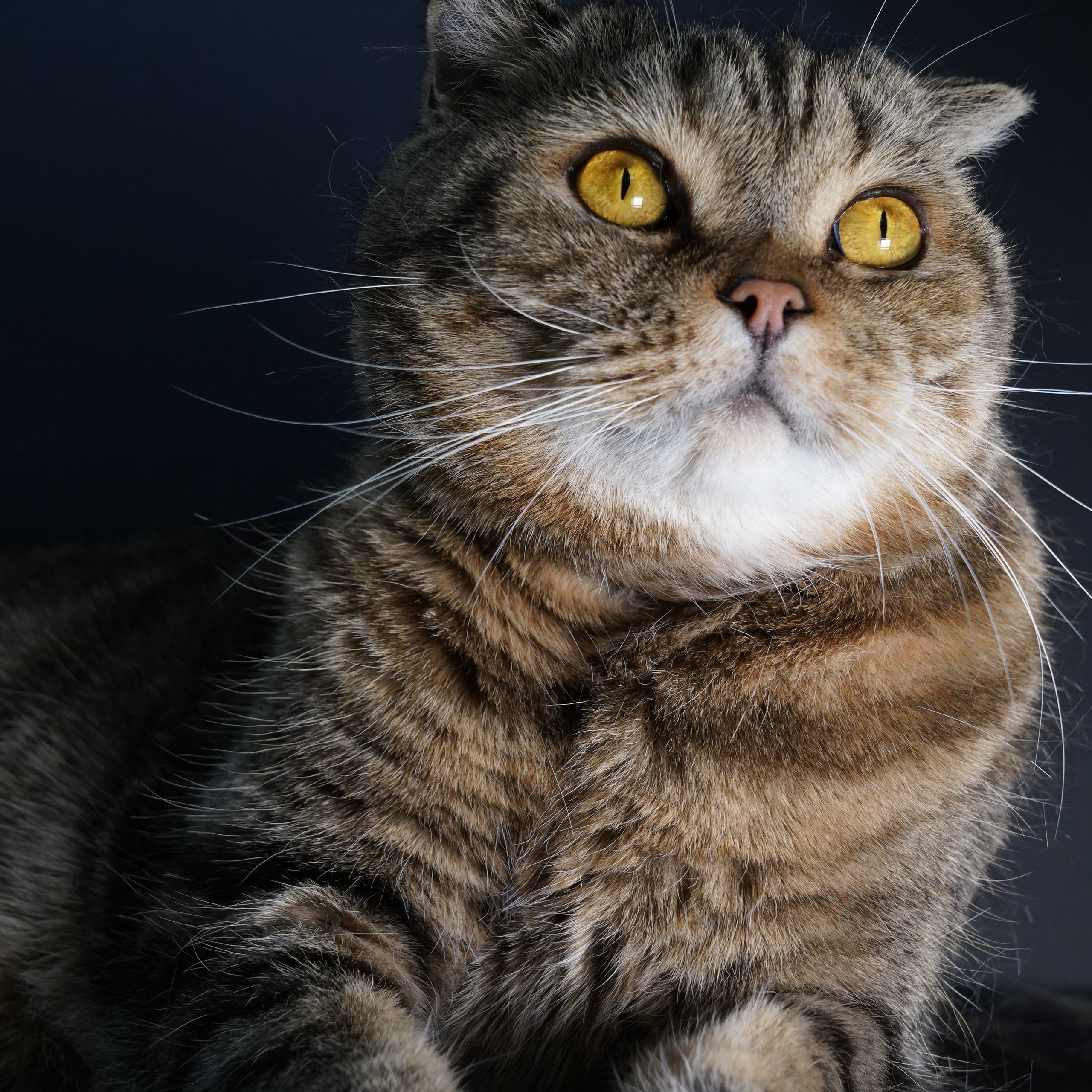 Фотосессия животных. Анастасия Тюкова — фотограф в Санкт-Петербурге