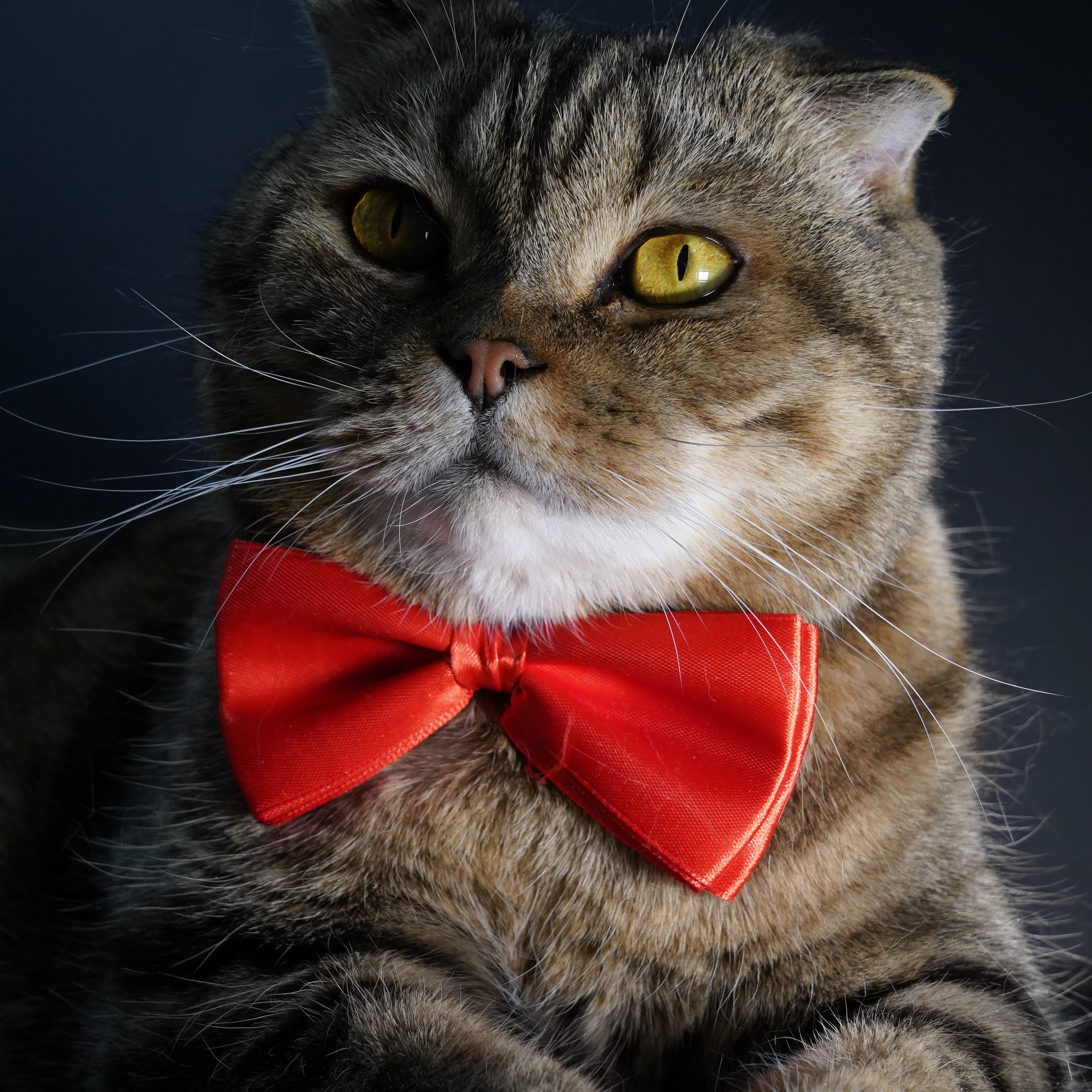 Фотосессия животных. Анастасия Тюкова — фотограф в Санкт-Петербурге