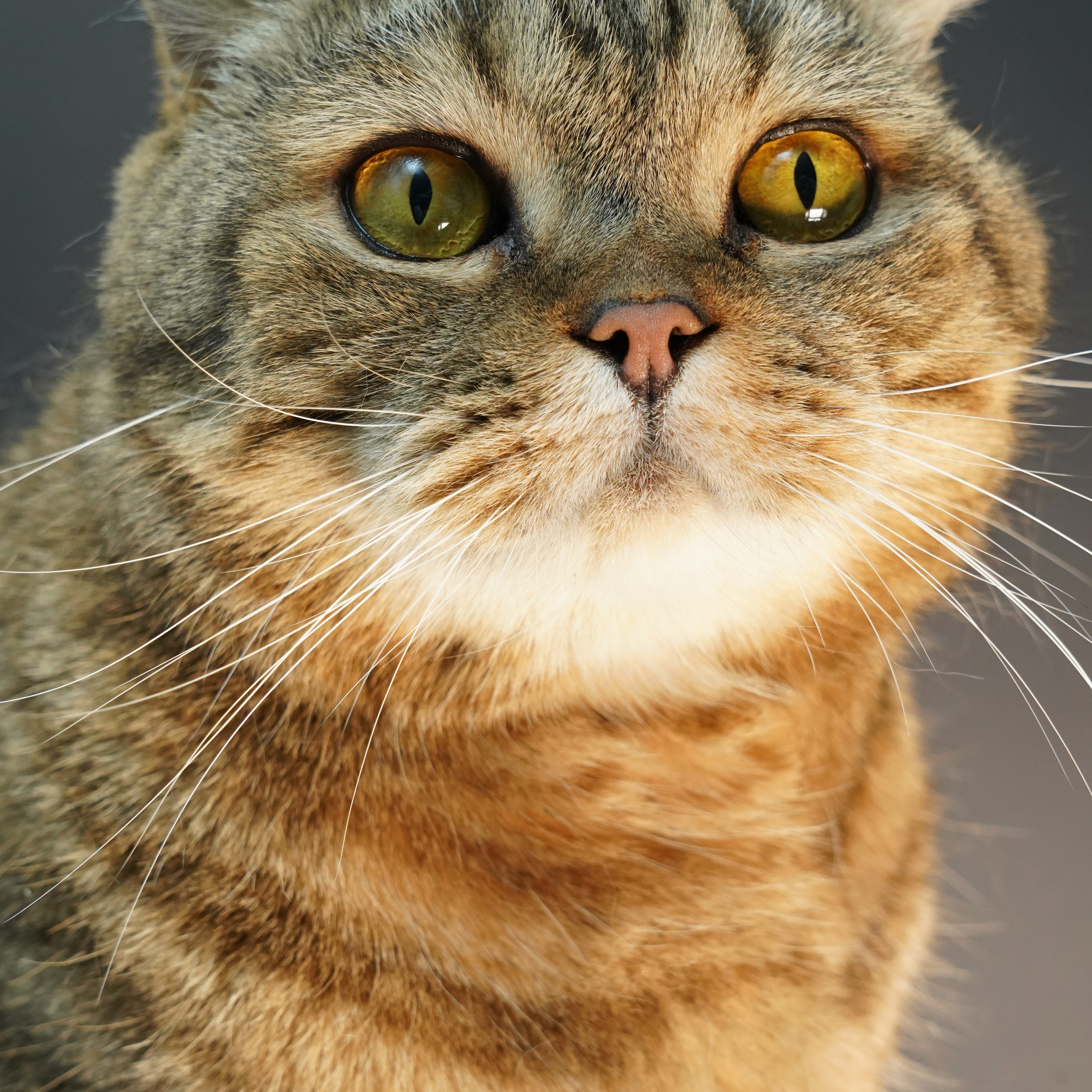 Фотосессия животных. Анастасия Тюкова — фотограф в Санкт-Петербурге