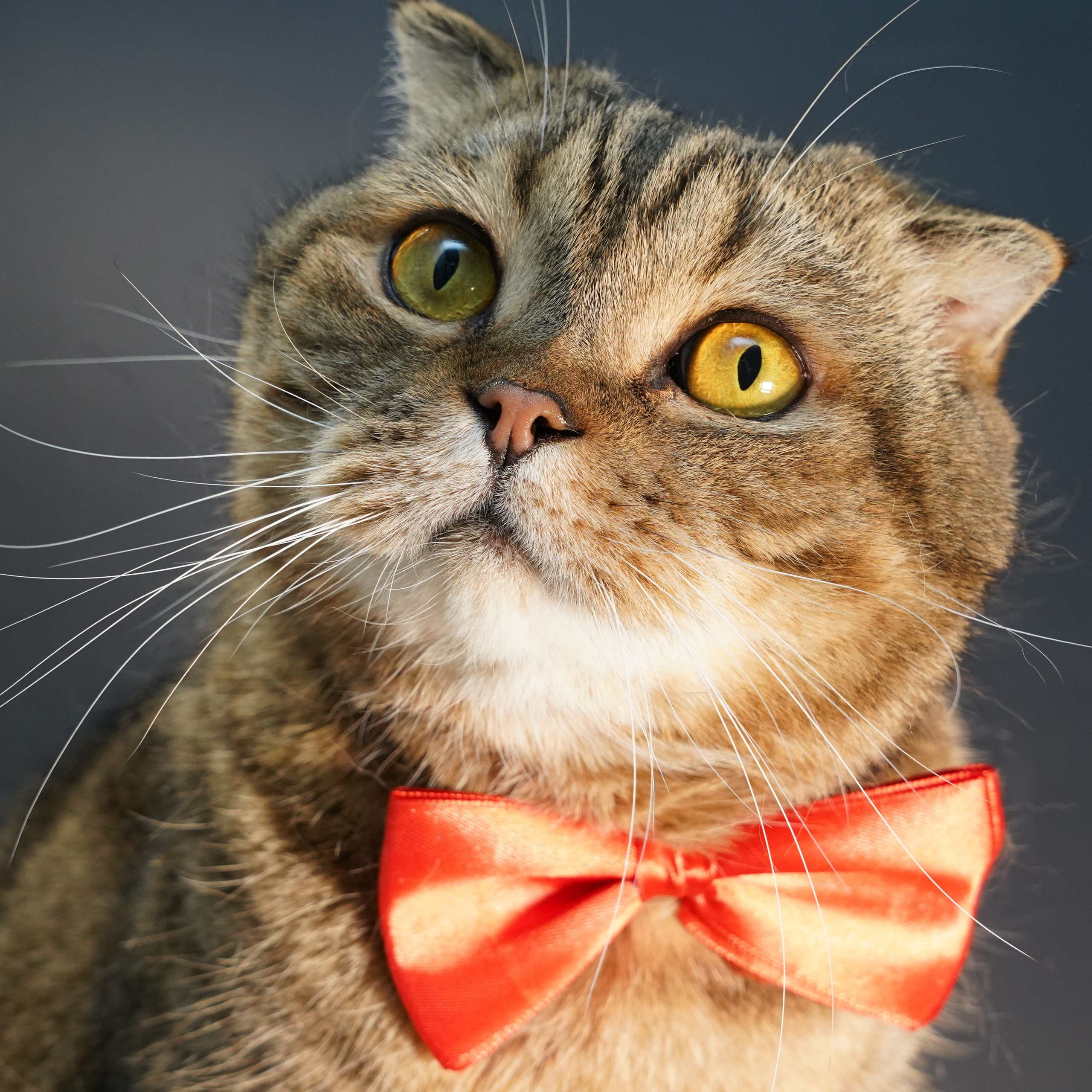 Фотосессия животных. Анастасия Тюкова — фотограф в Санкт-Петербурге