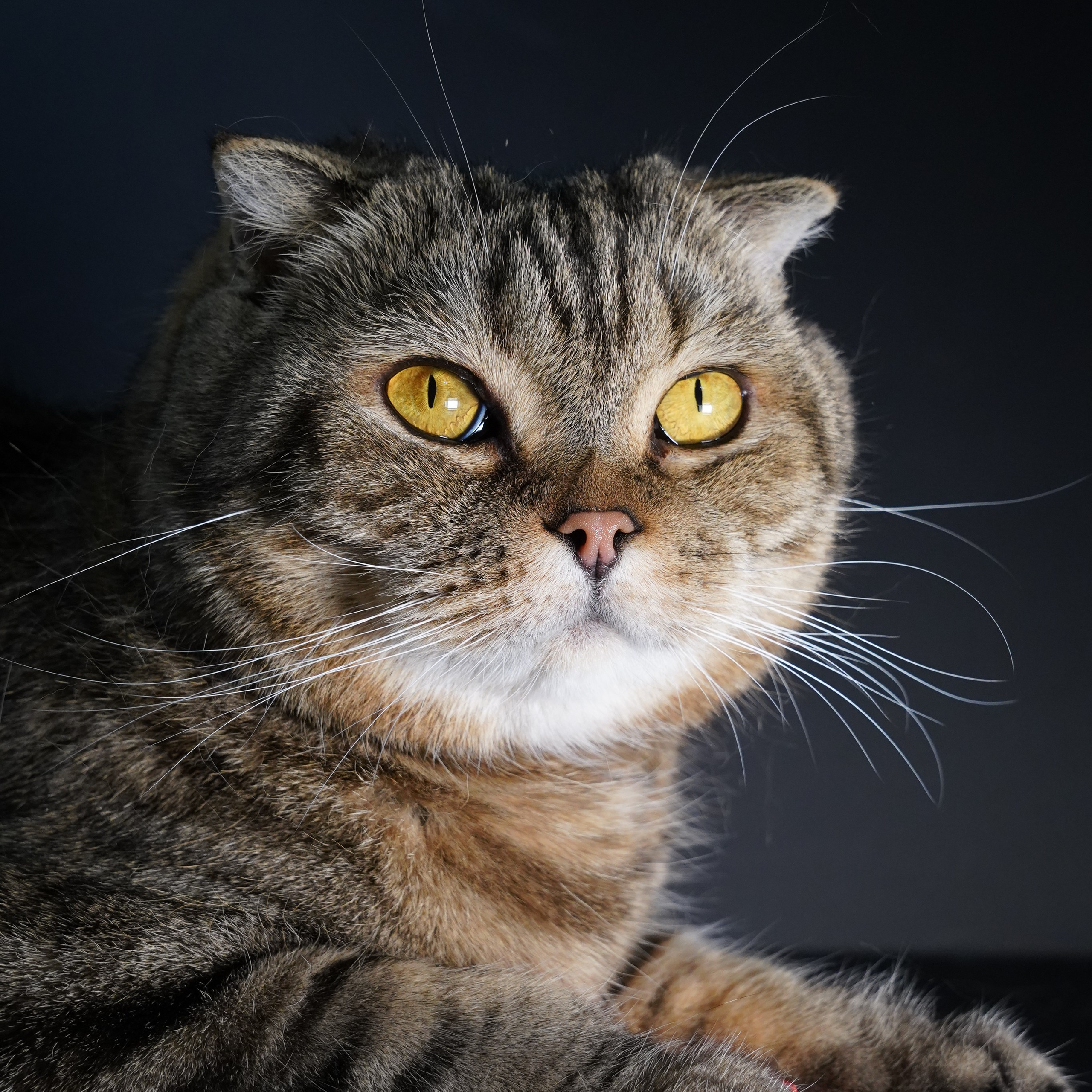 Фотосессия животных. Анастасия Тюкова — фотограф в Санкт-Петербурге