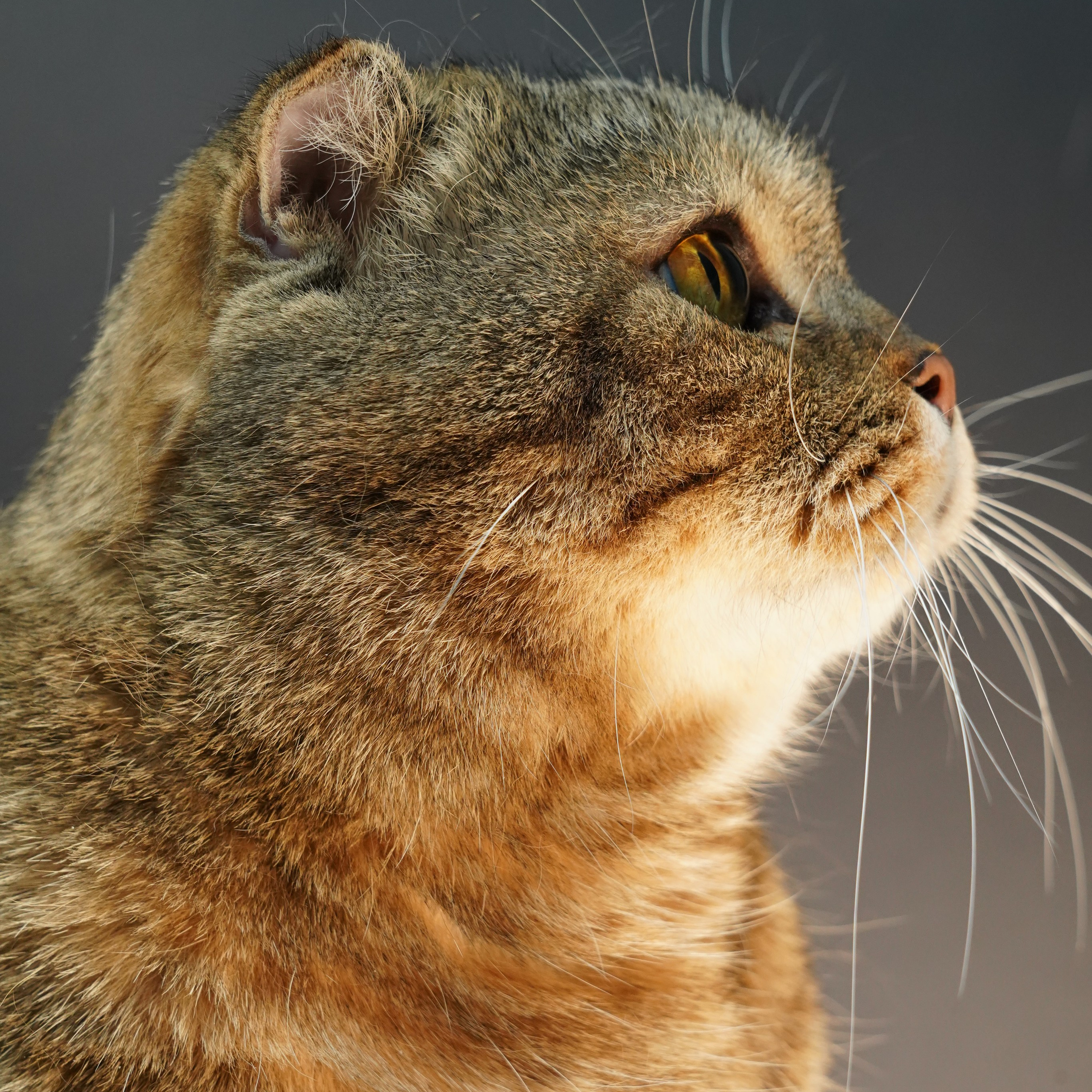 Фотосессия животных. Анастасия Тюкова — фотограф в Санкт-Петербурге