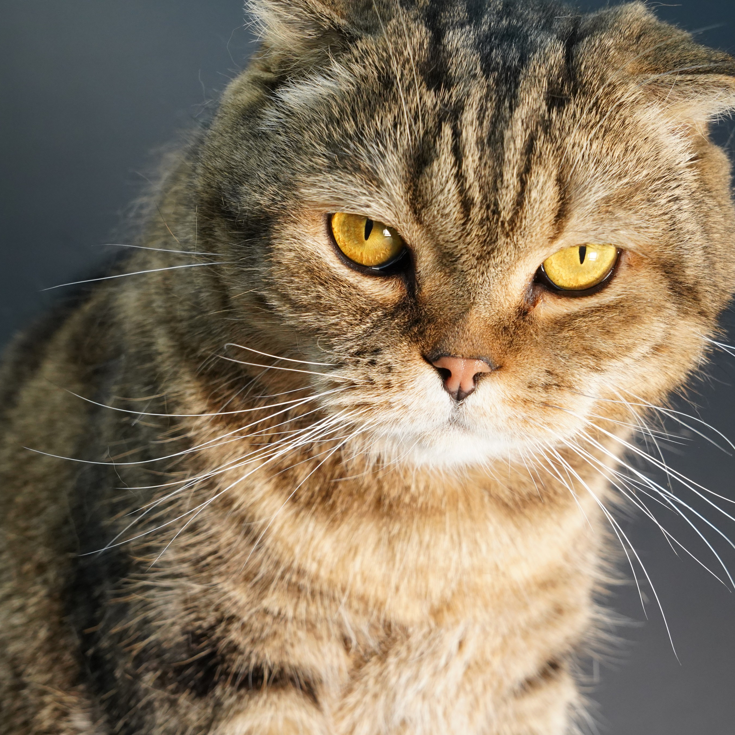 Фотосессия животных. Анастасия Тюкова — фотограф в Санкт-Петербурге