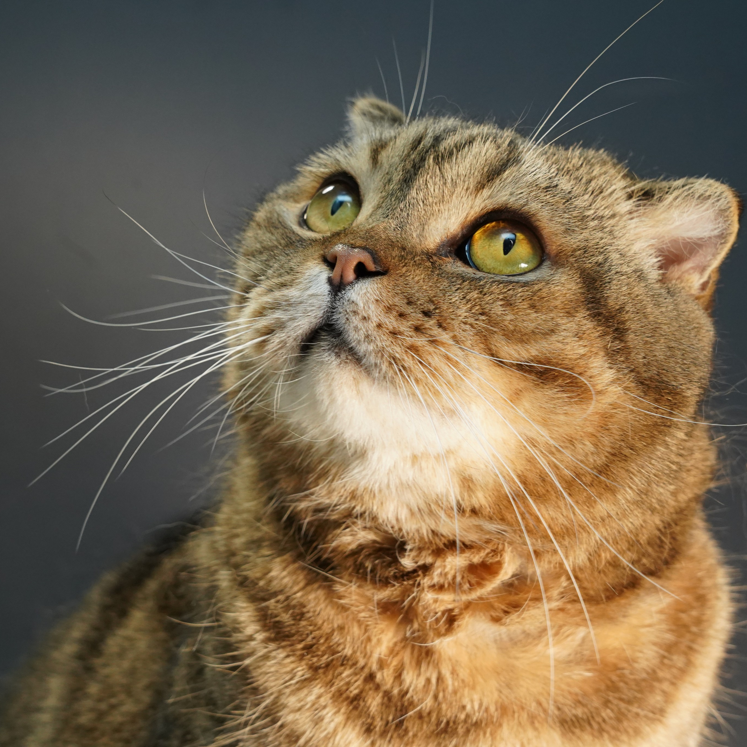 Фотосессия животных. Анастасия Тюкова — фотограф в Санкт-Петербурге