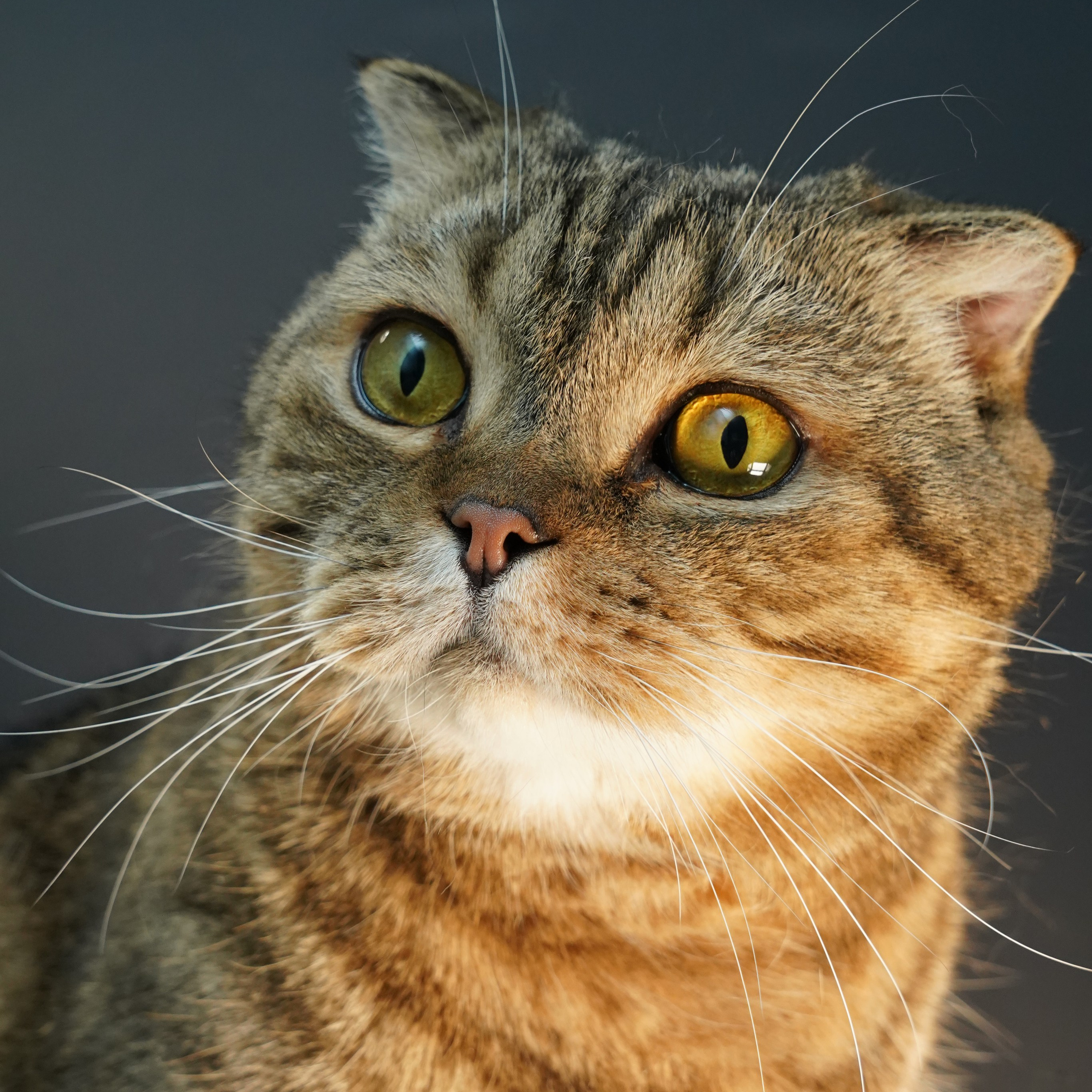 Фотосессия животных. Анастасия Тюкова — фотограф в Санкт-Петербурге