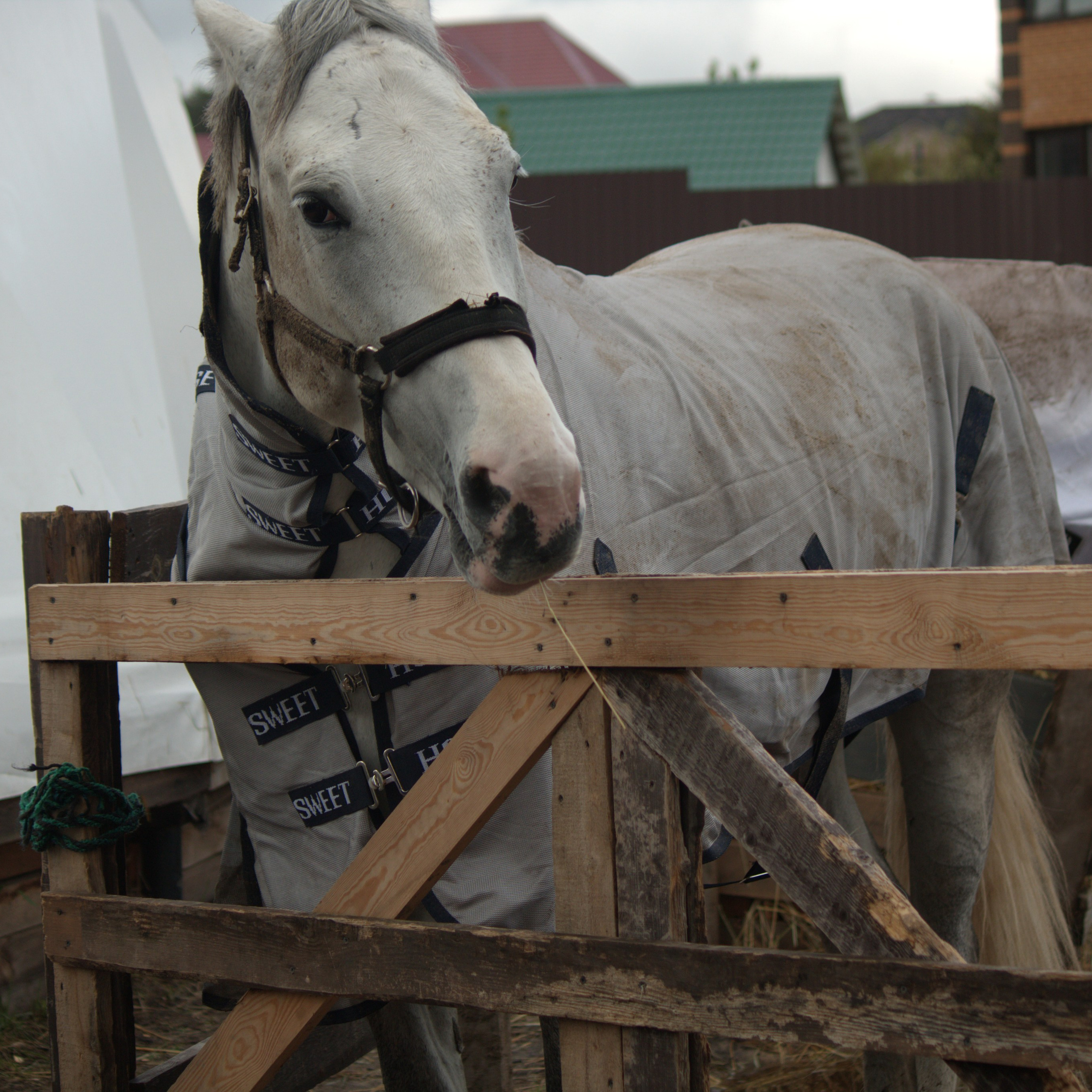 Эквус (портрет коня)