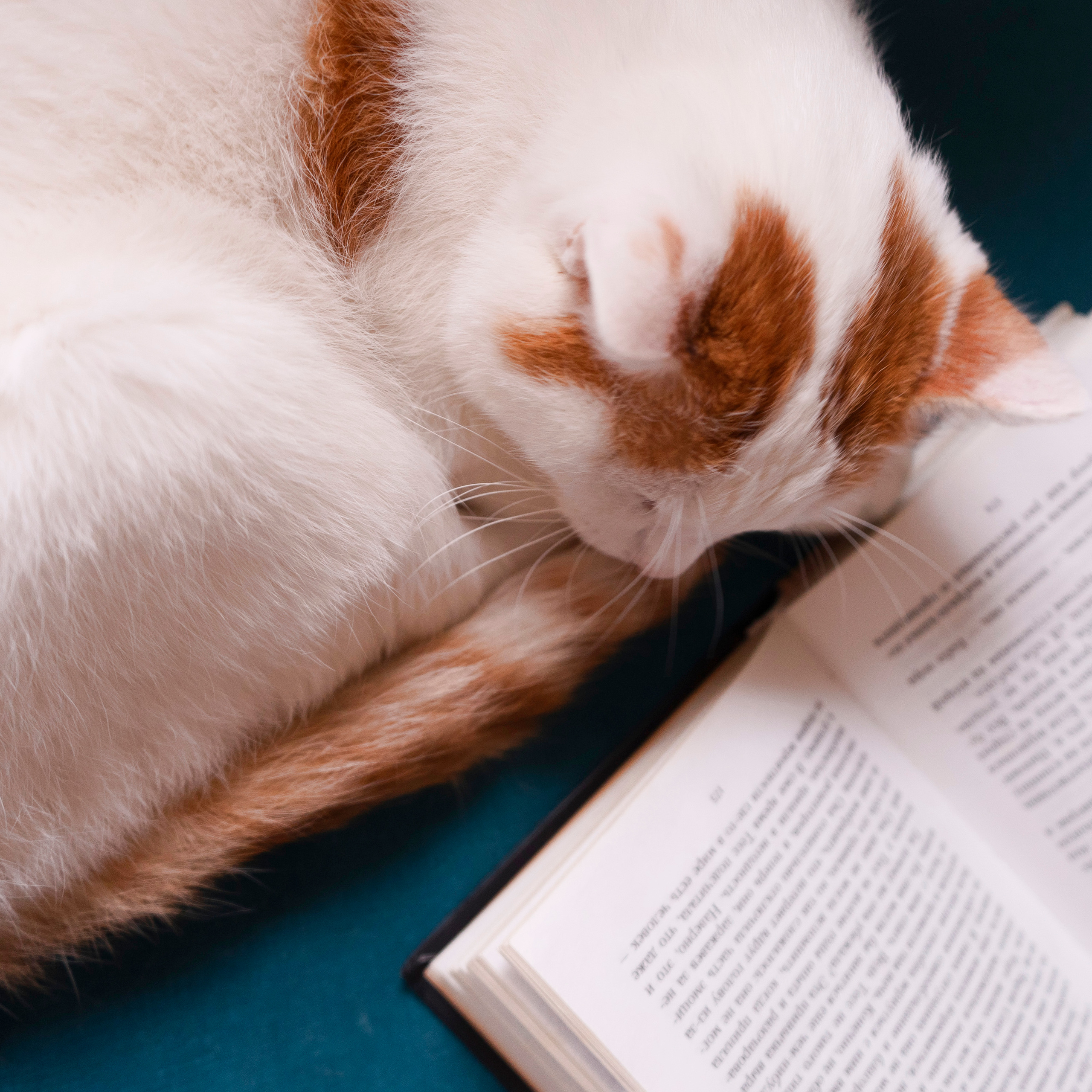 Котокафе. Фотограф в Чите Анна Фисенко