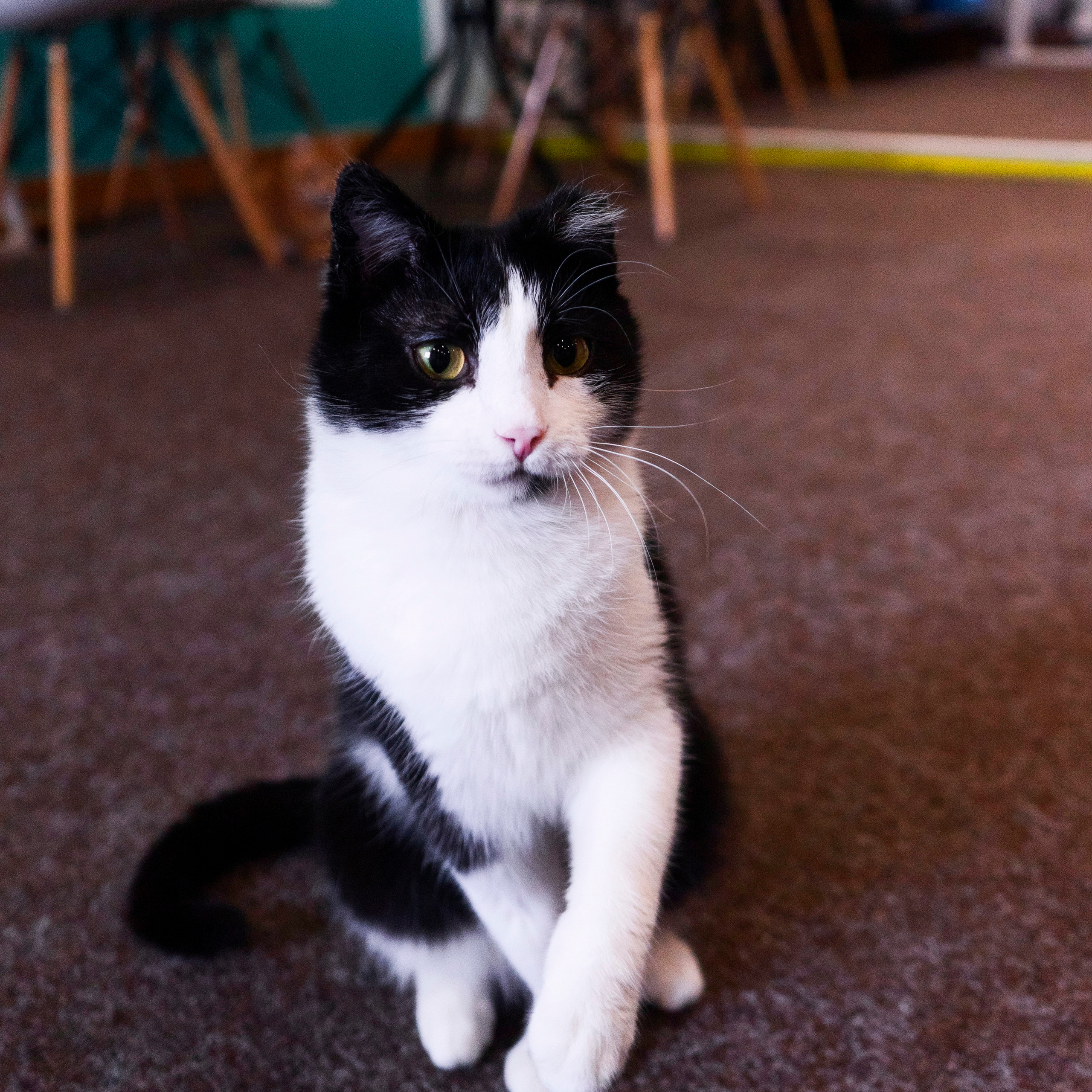 Котокафе. Фотограф в Чите Анна Фисенко