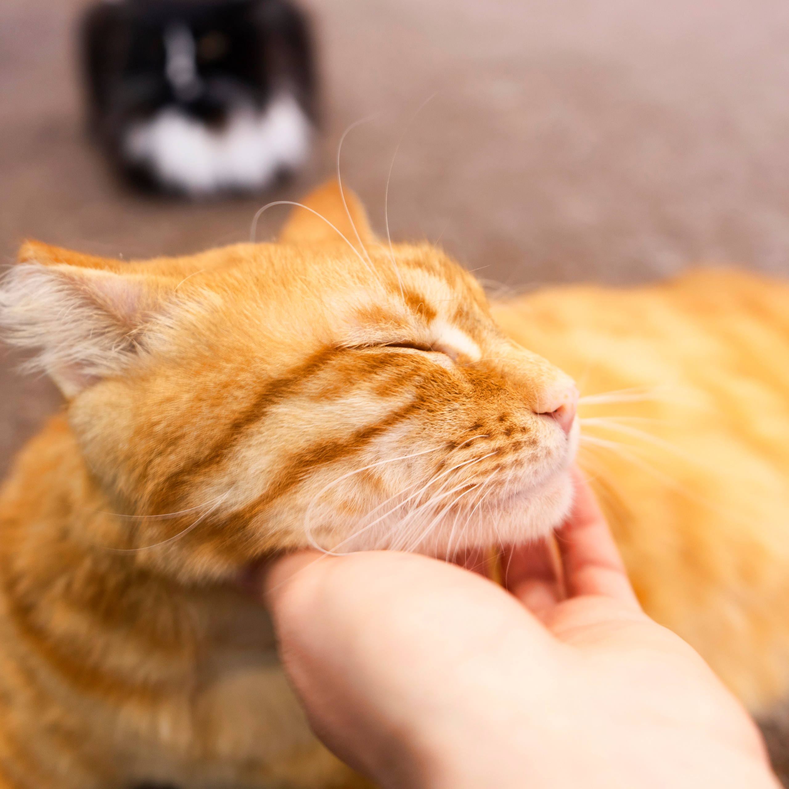 Котокафе. Фотограф в Чите Анна Фисенко