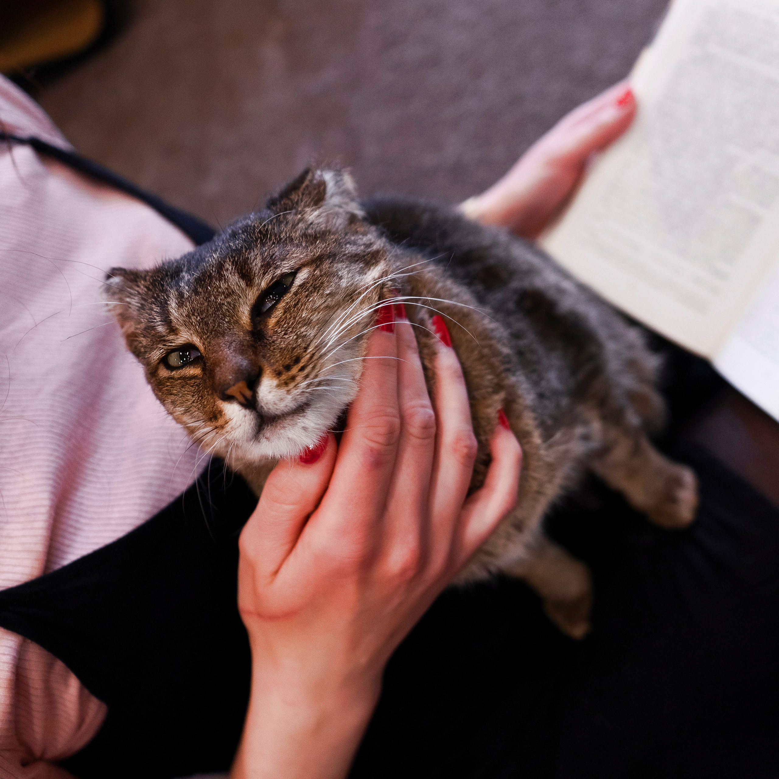 Котокафе. Фотограф в Чите Анна Фисенко