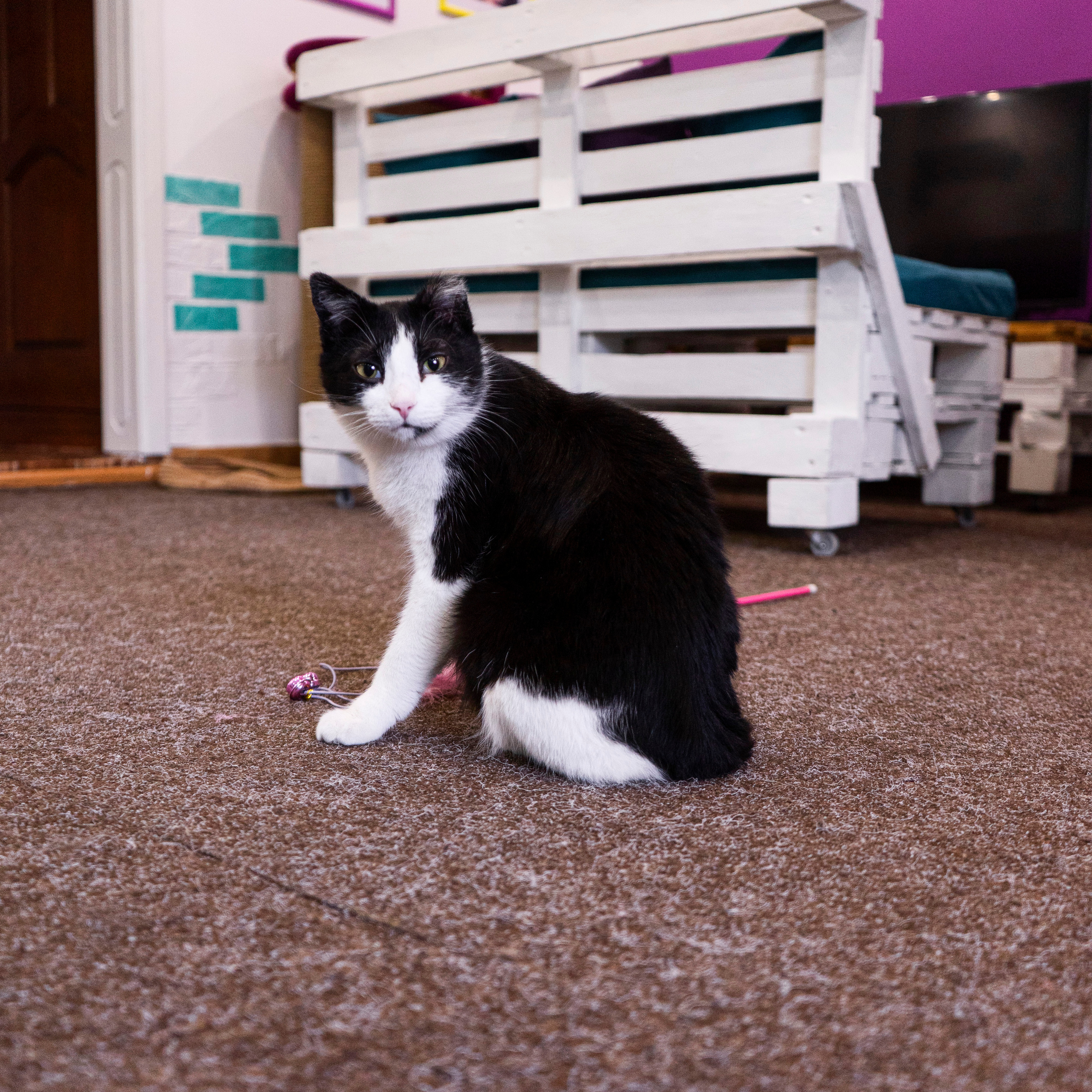 Котокафе. Фотограф в Чите Анна Фисенко