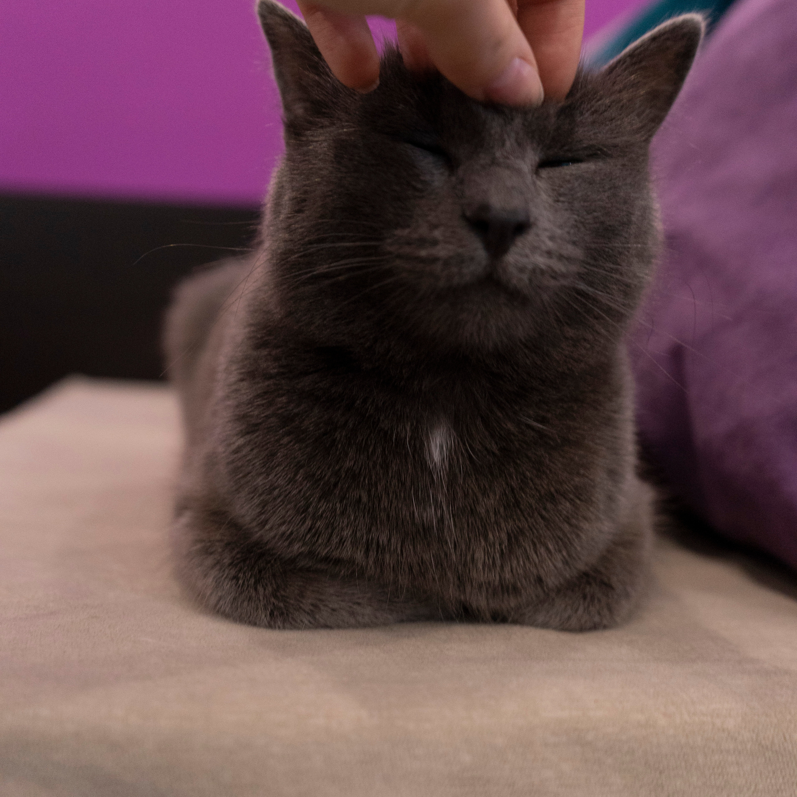 Котокафе. Фотограф в Чите Анна Фисенко