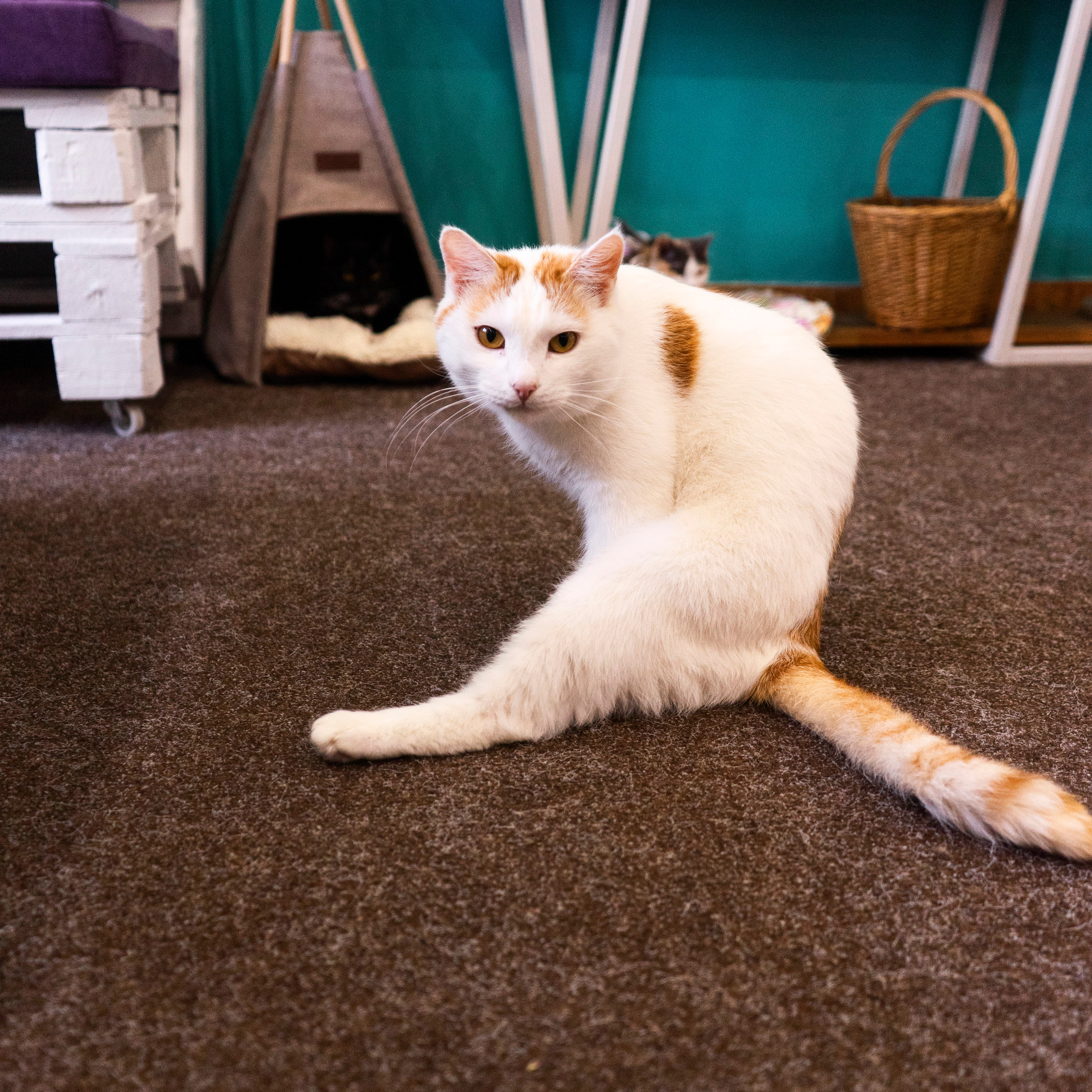 Котокафе. Фотограф в Чите Анна Фисенко