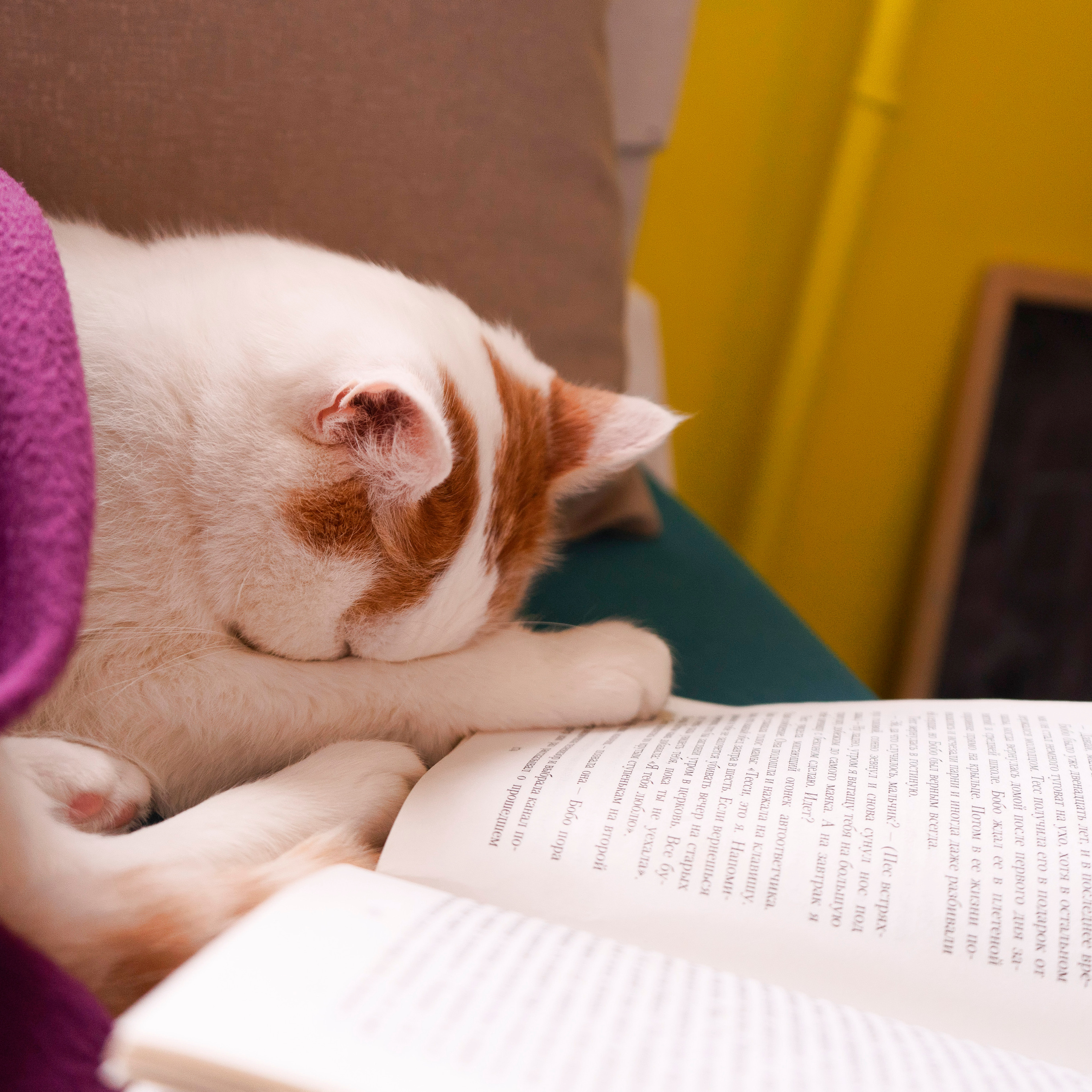 Котокафе. Фотограф в Чите Анна Фисенко