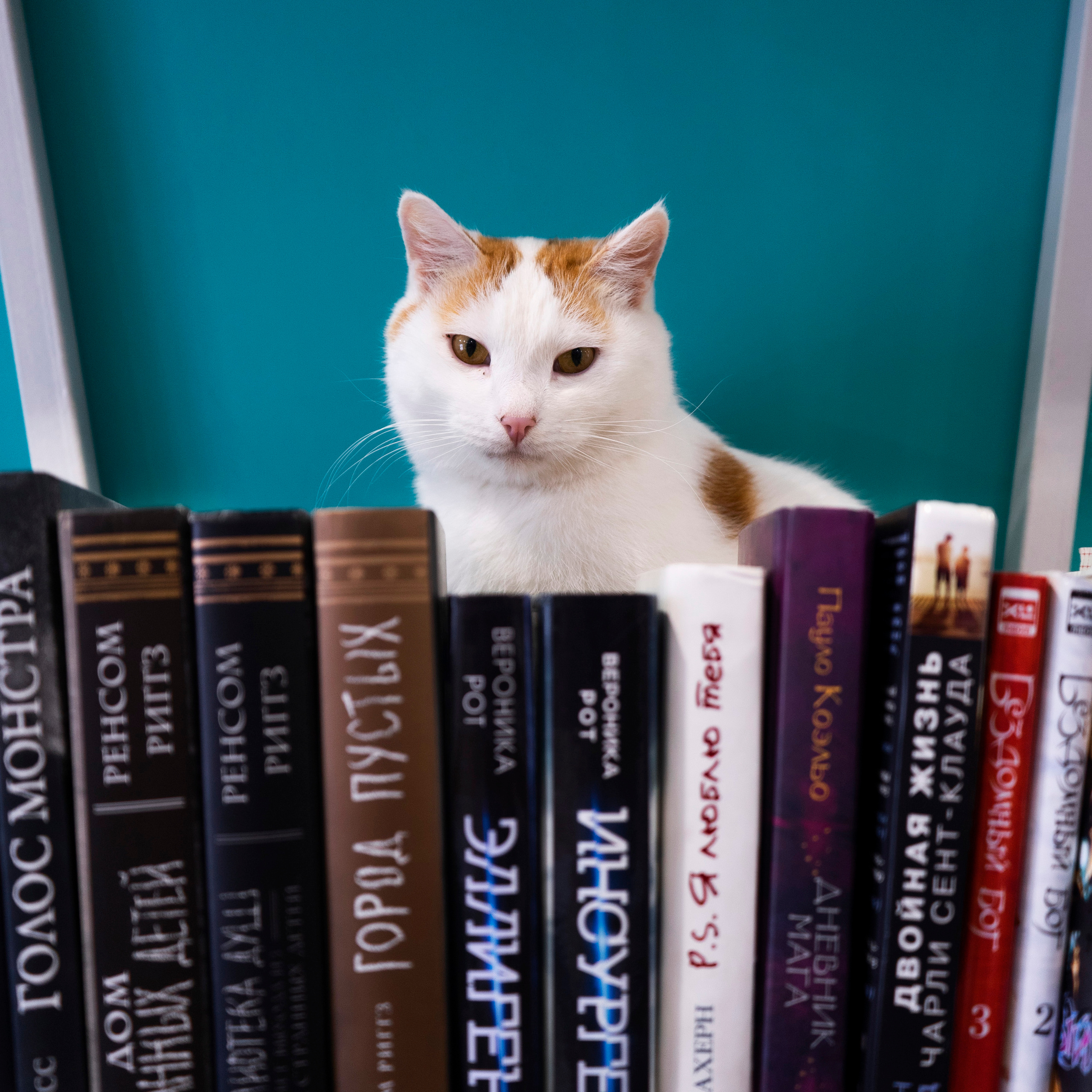 Котокафе. Фотограф в Чите Анна Фисенко