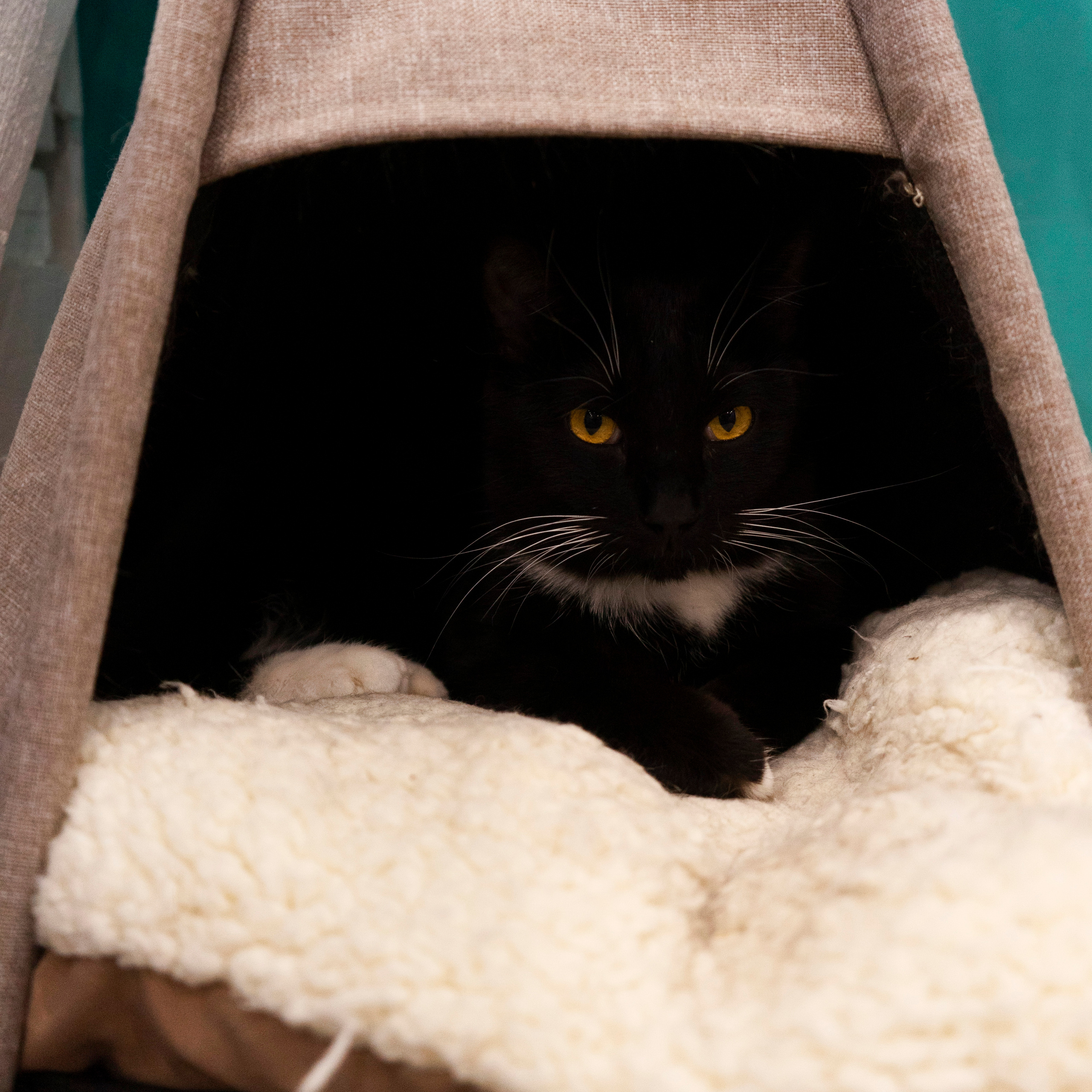 Котокафе. Фотограф в Чите Анна Фисенко