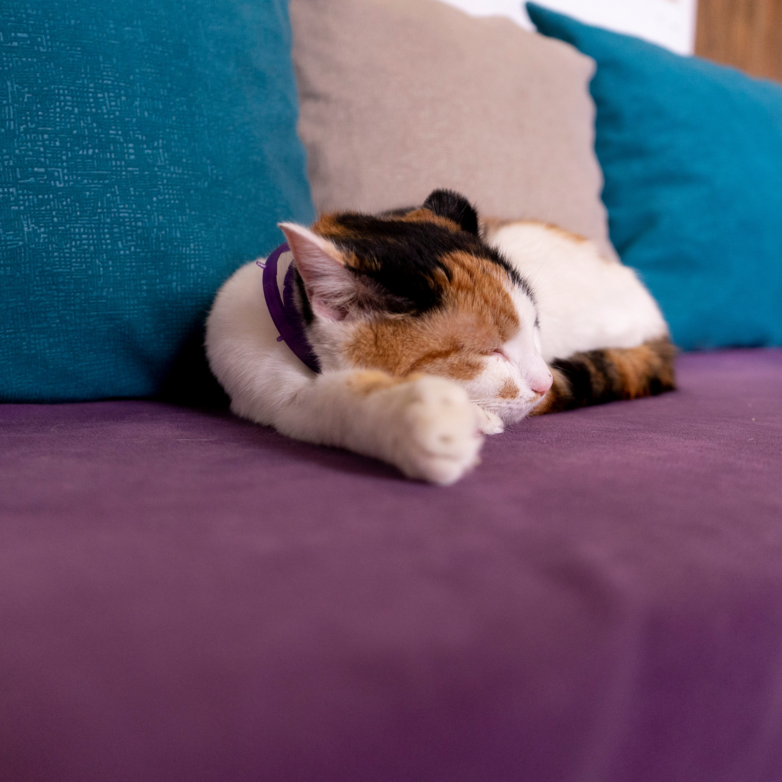 Котокафе. Фотограф в Чите Анна Фисенко