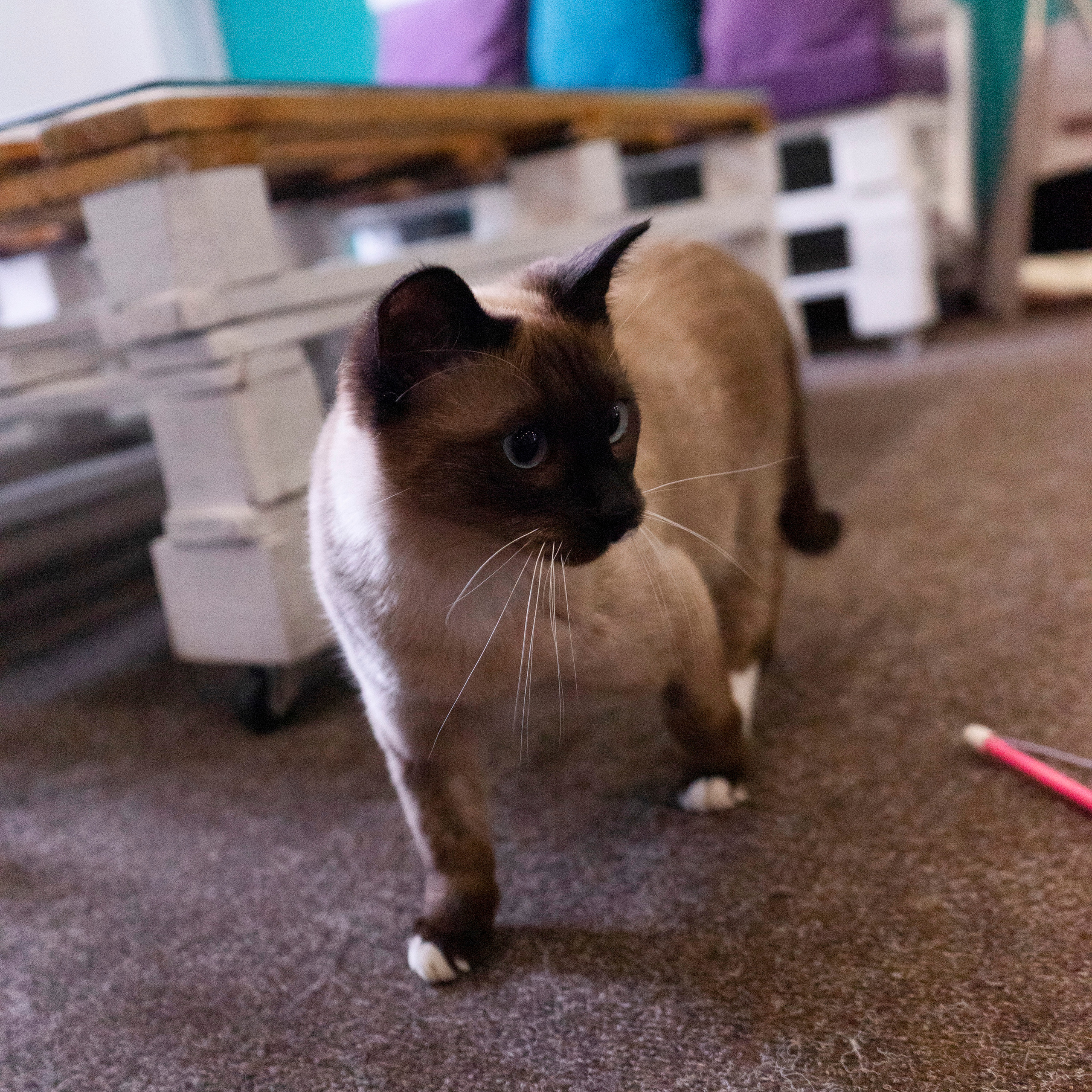 Котокафе. Фотограф в Чите Анна Фисенко