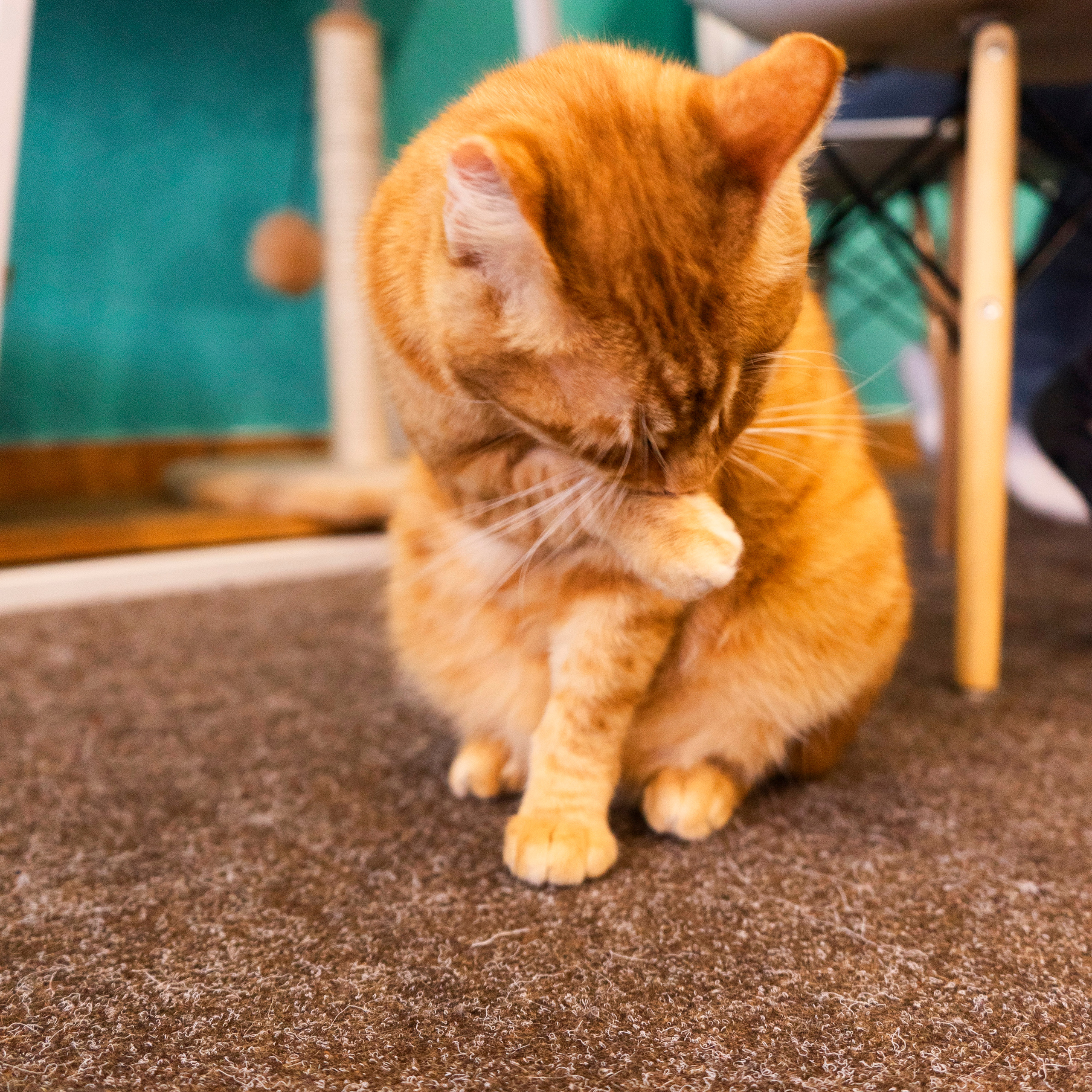 Котокафе. Фотограф в Чите Анна Фисенко