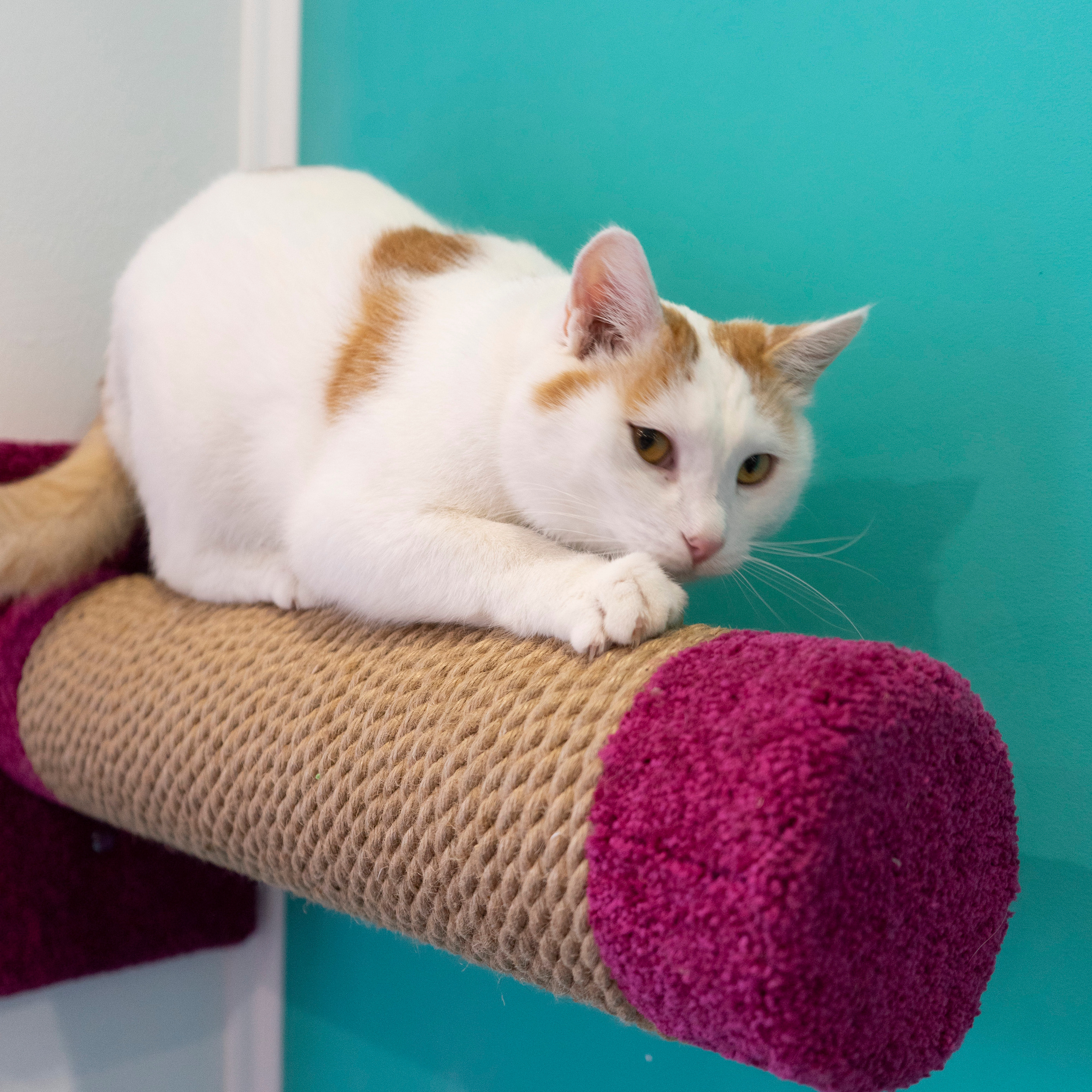 Котокафе. Фотограф в Чите Анна Фисенко