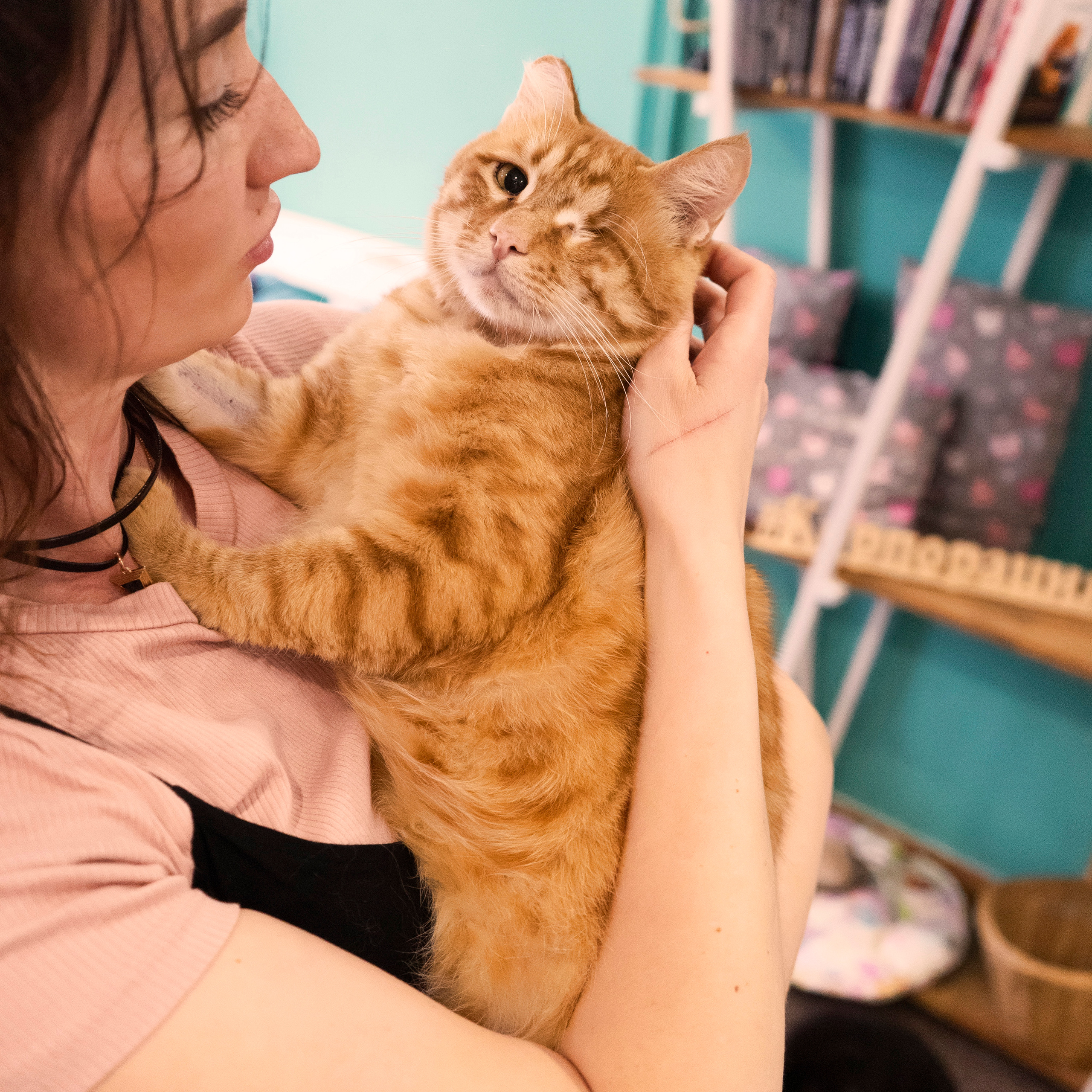 Котокафе. Фотограф в Чите Анна Фисенко