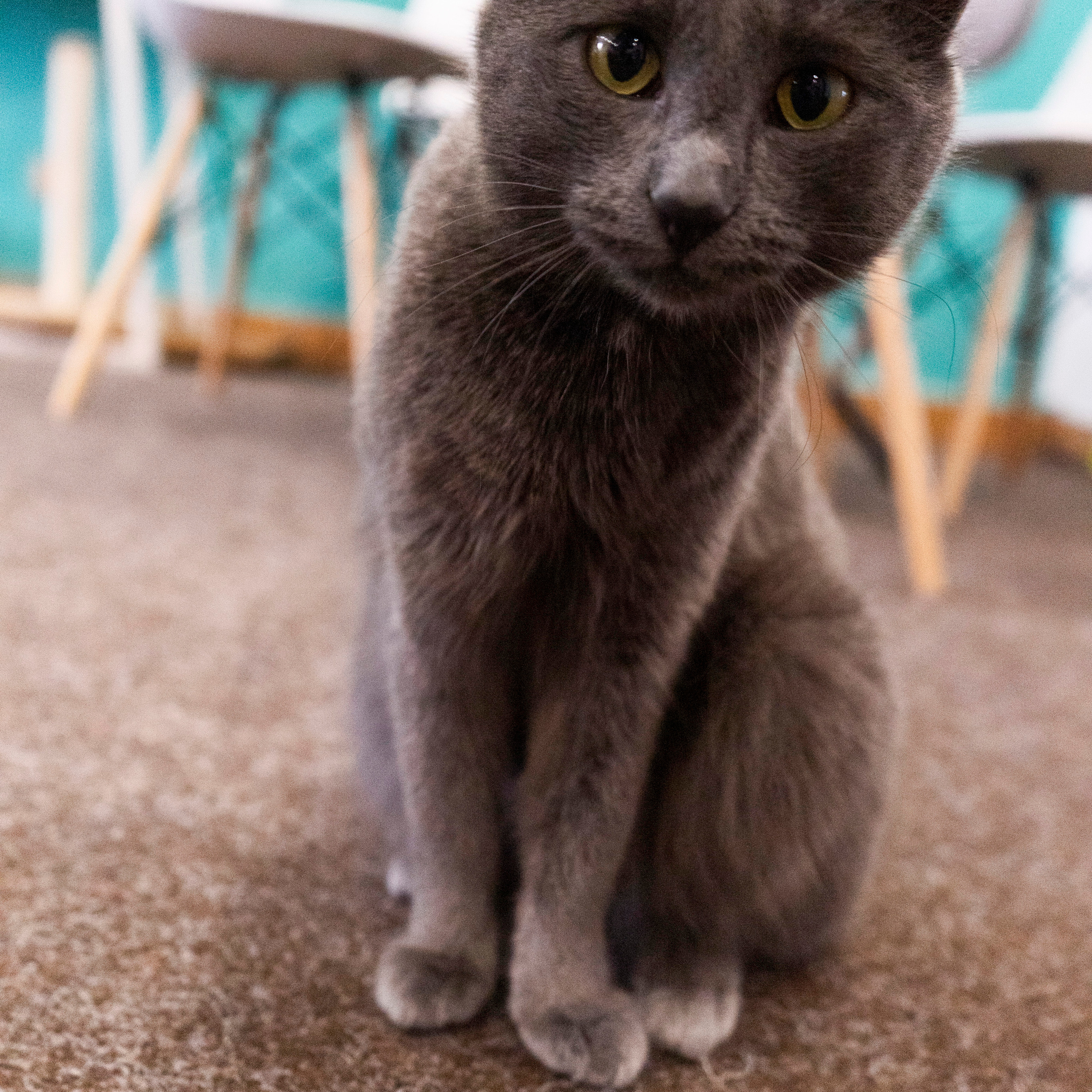 Котокафе. Фотограф в Чите Анна Фисенко