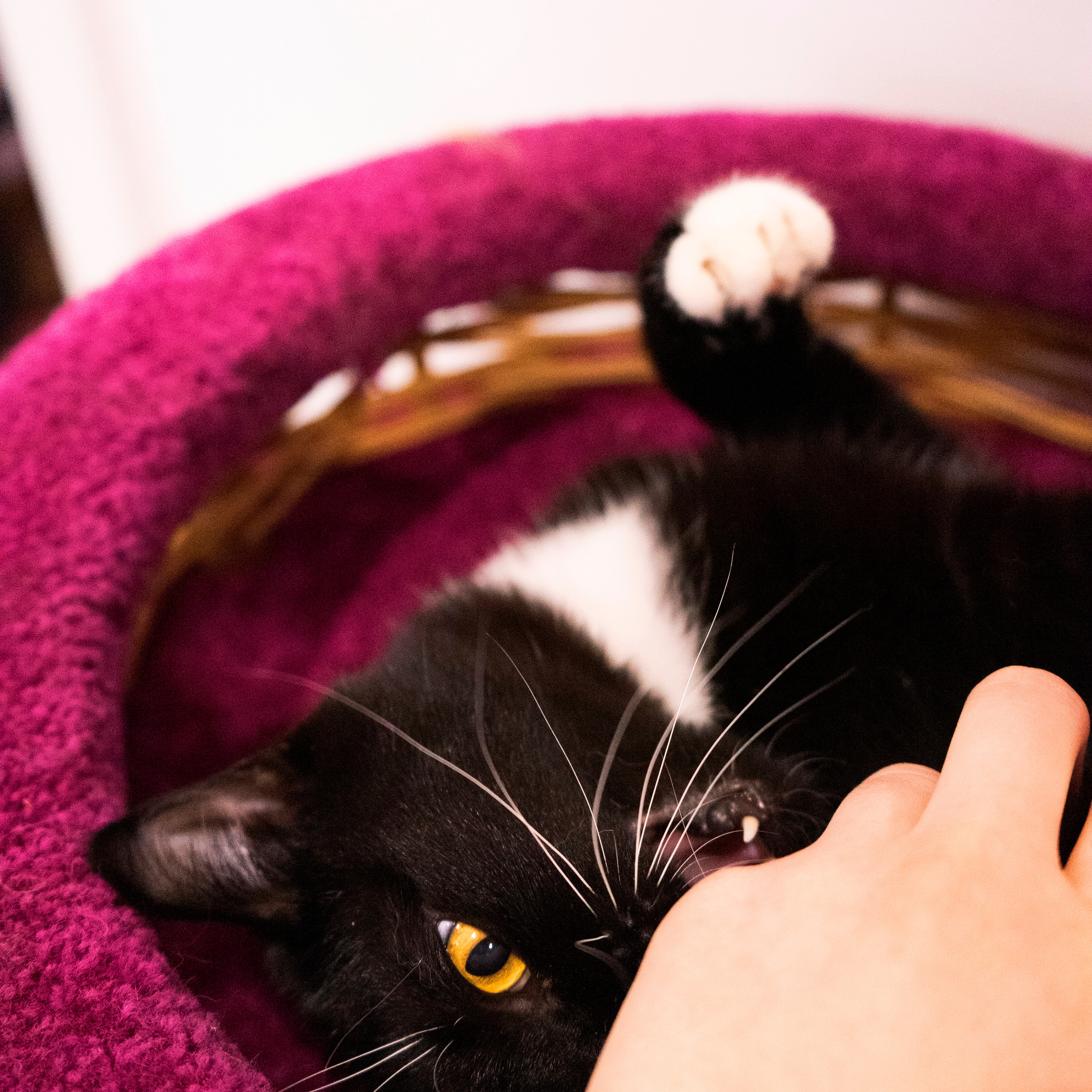 Котокафе. Фотограф в Чите Анна Фисенко