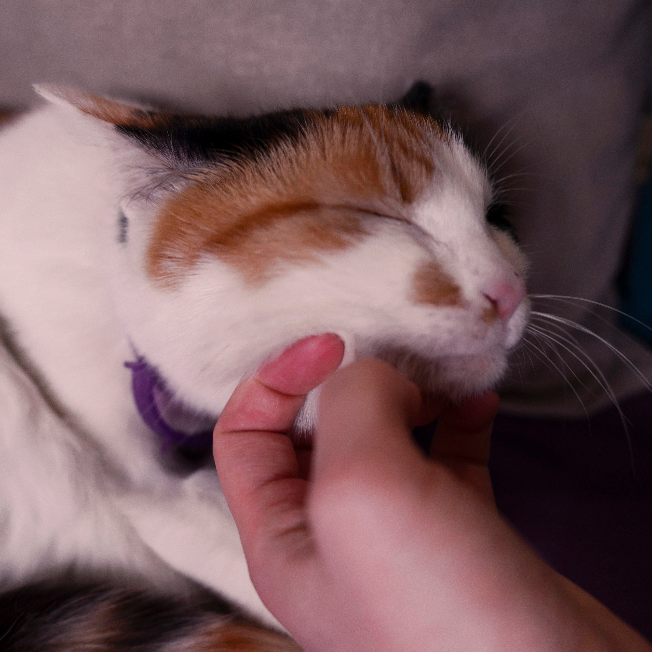 Котокафе. Фотограф в Чите Анна Фисенко